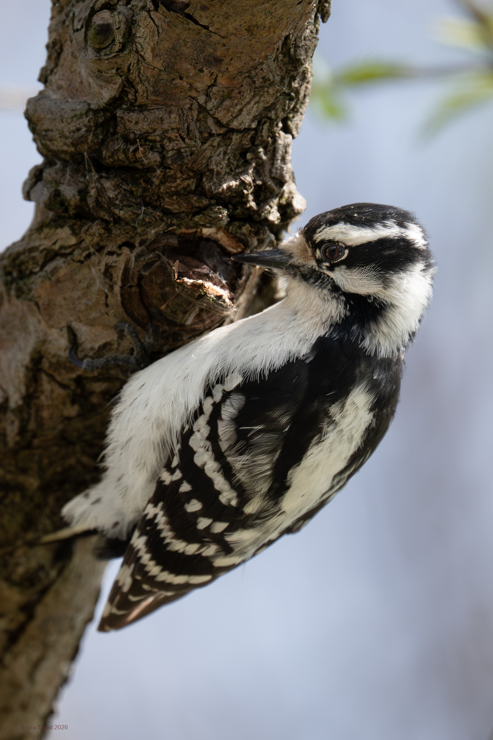 Downy Woodpecker