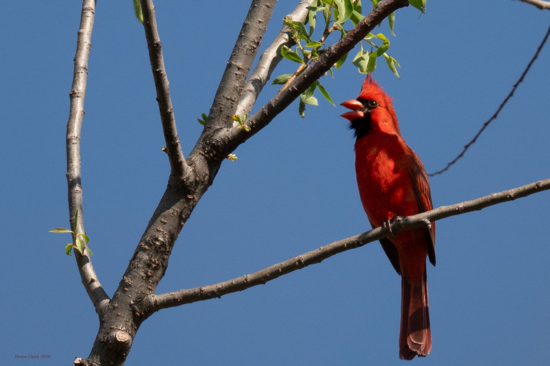 Northern Cardinal