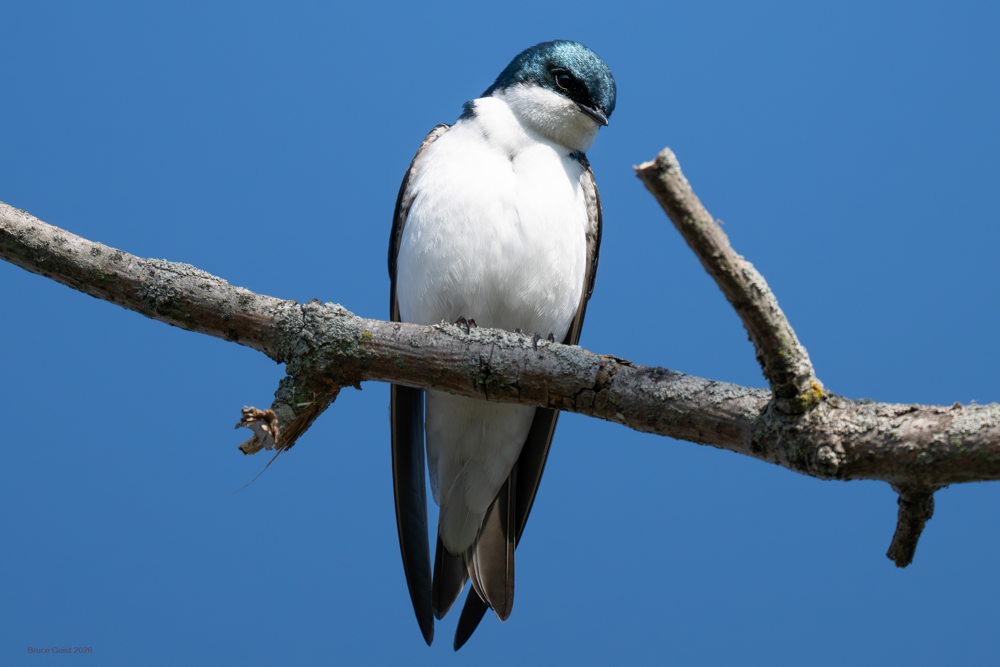 Tree Swallow