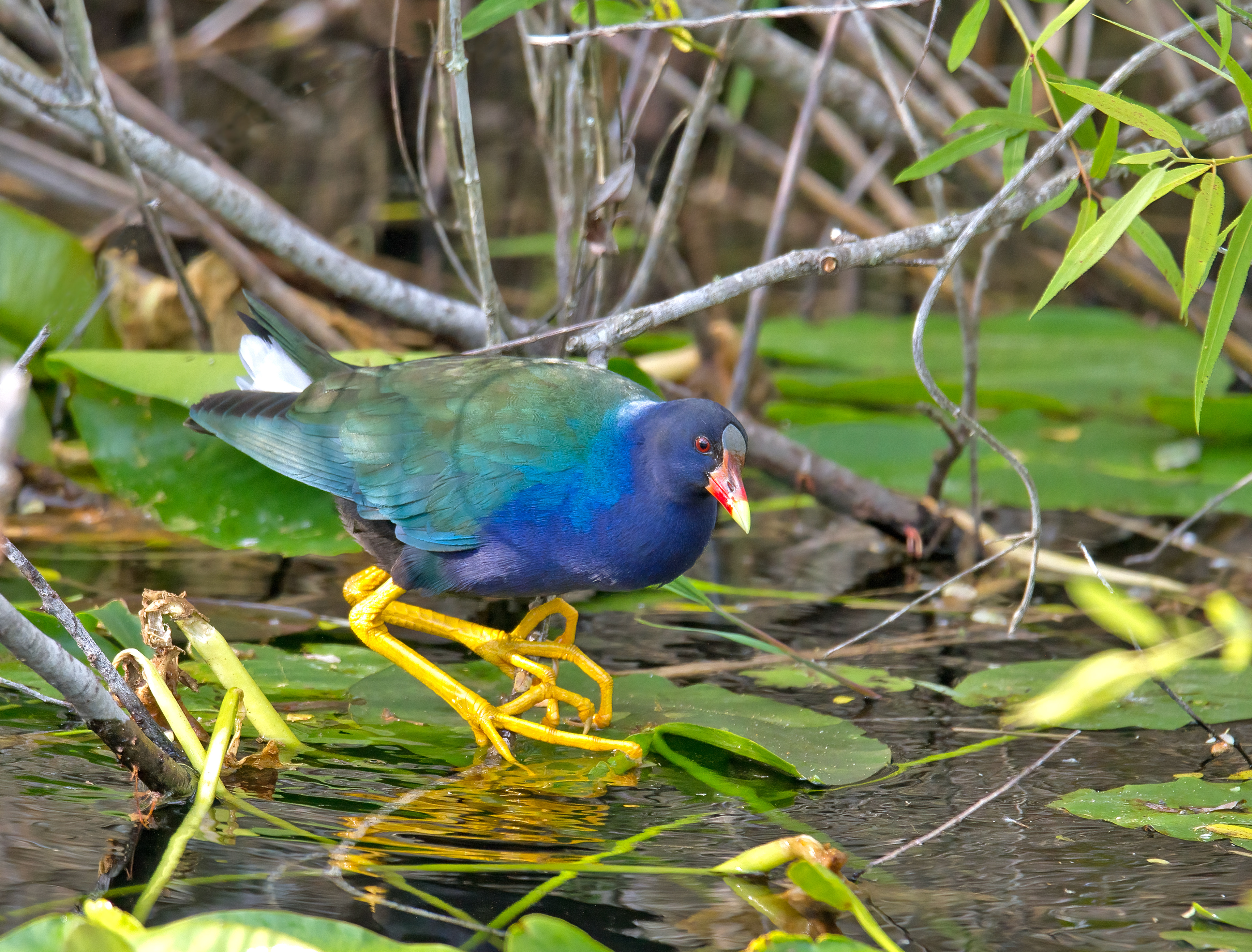Purple Gallinule