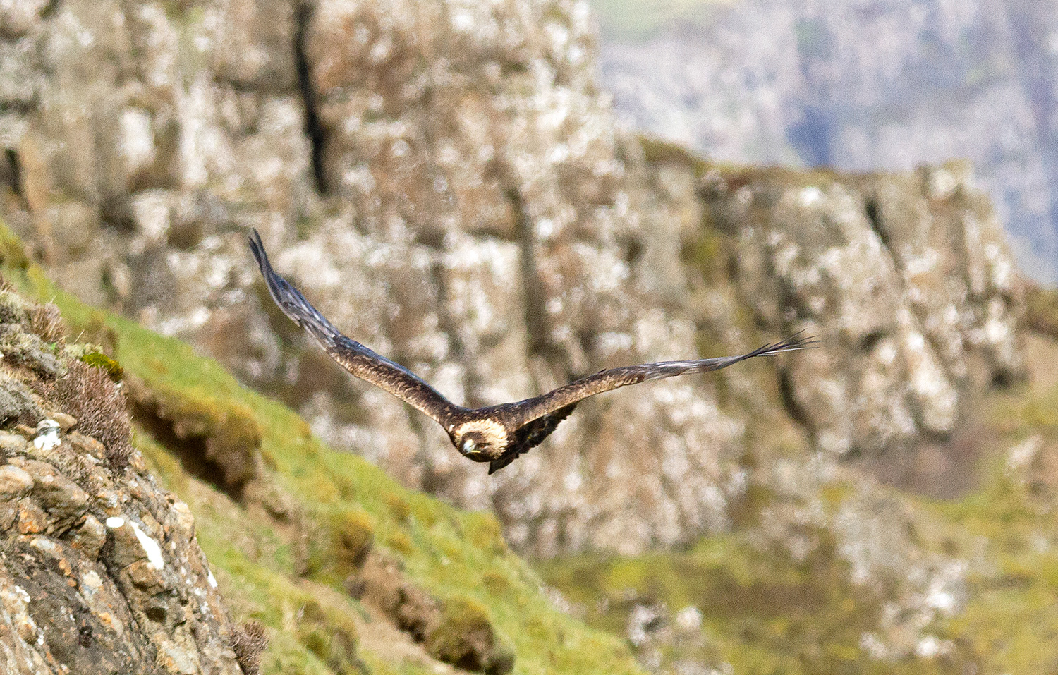 Golden Eagle