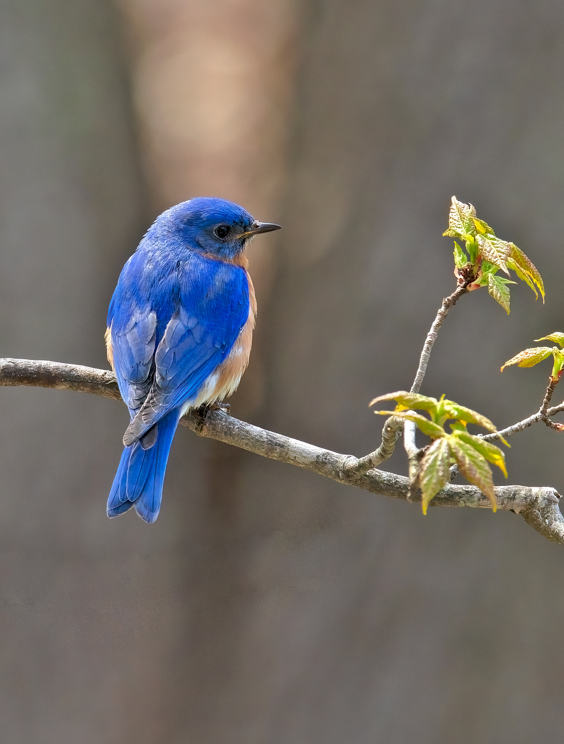 Eastern Bluebird