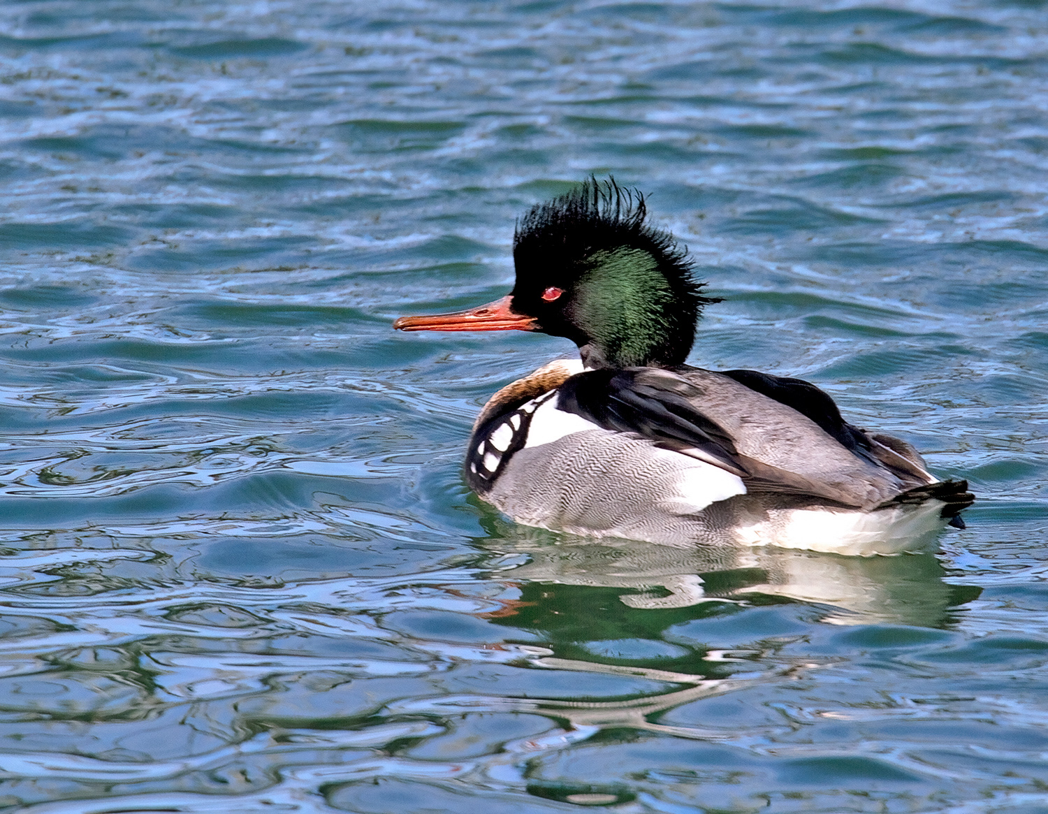 Red-breasted Merganser drake