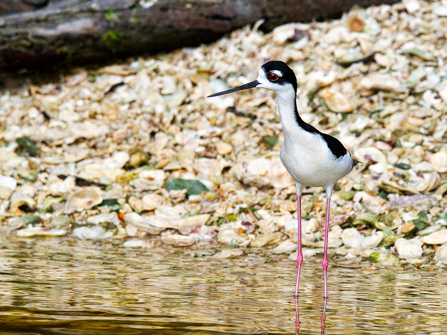 Black Necked Stilt