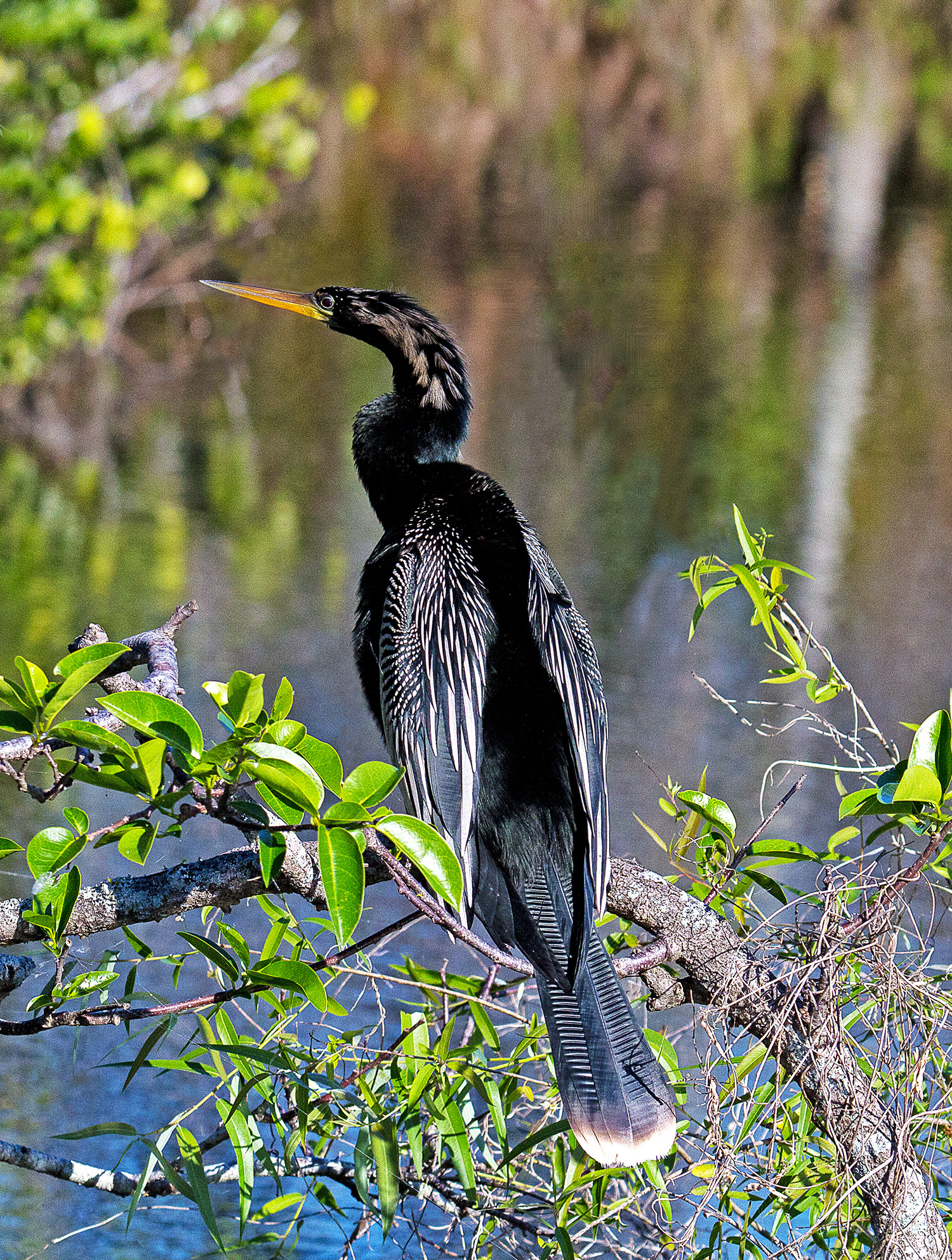 Anhinga
