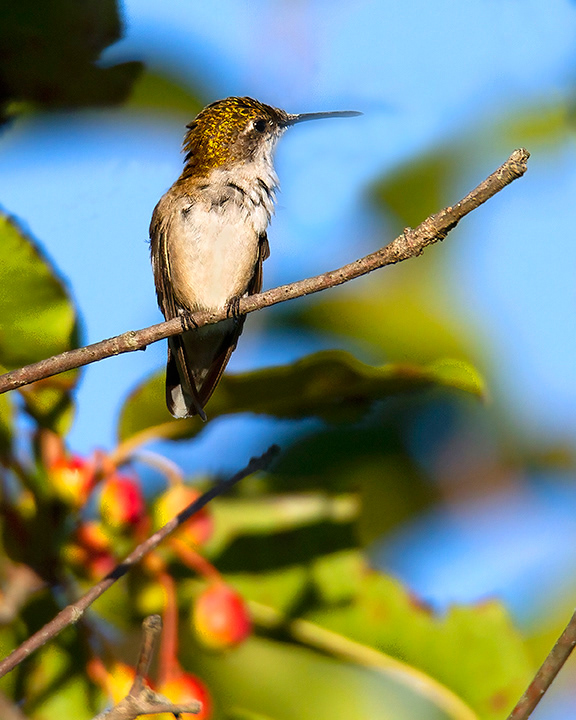 Ruby-throated hummingbird