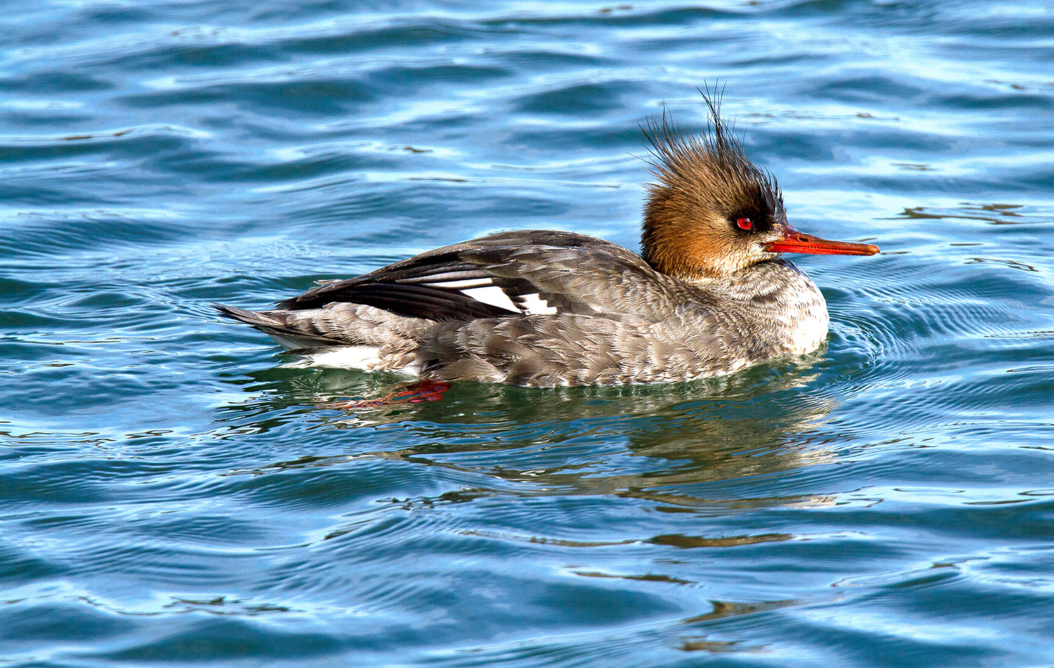 Red-breasted Merganser duck