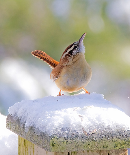 Carolina Wren