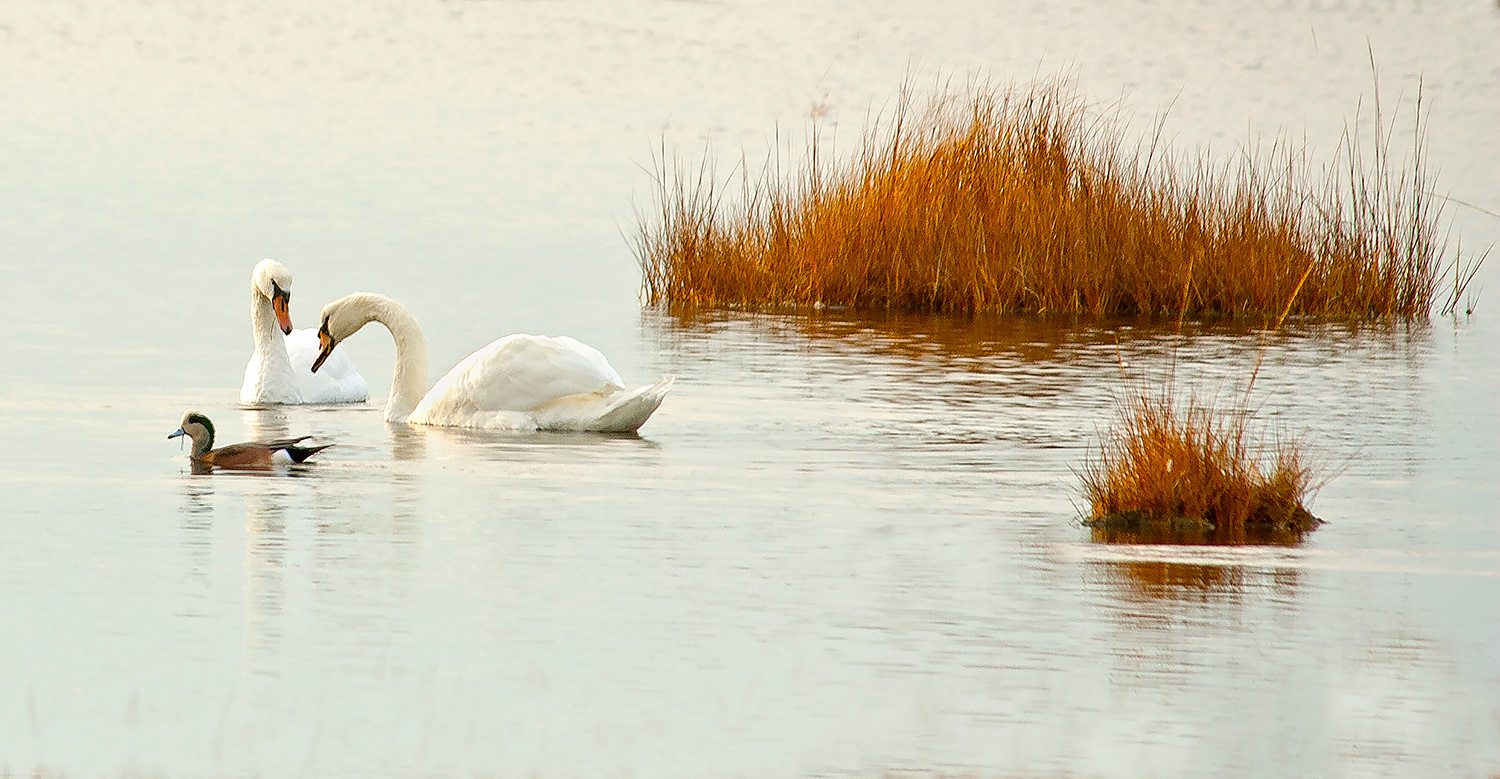 Mute Swans check out an American Wigeon