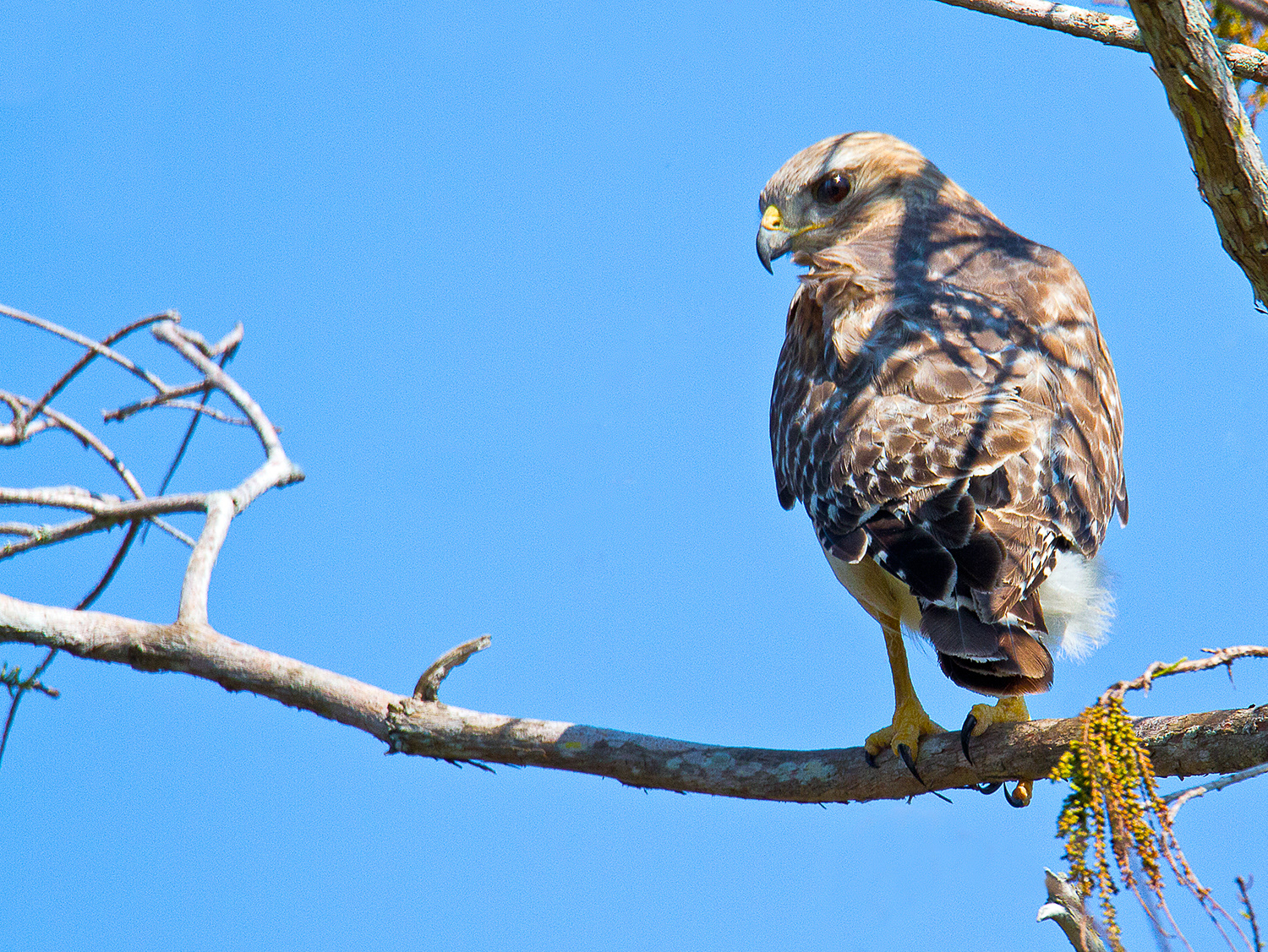Red-shouldered Hawk