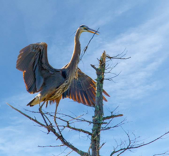 Great Blue Heron