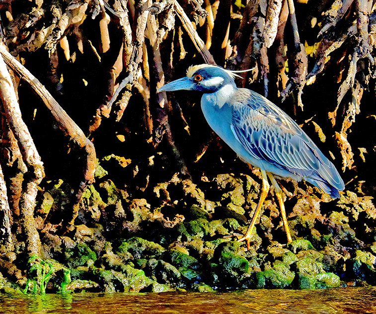 Yellow-crowned night heron