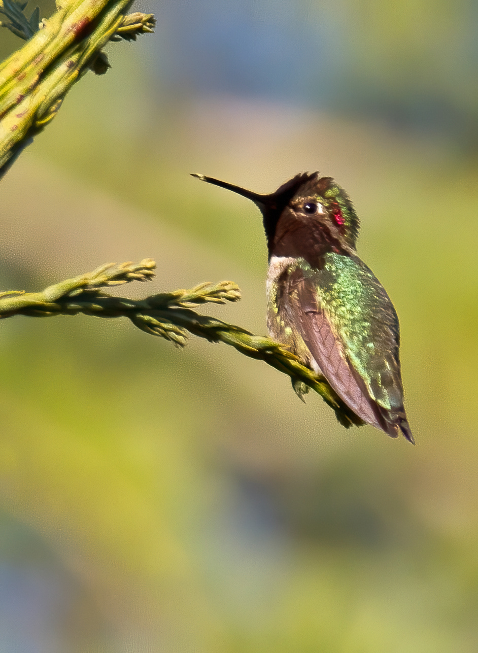 Anna's Hummingbird