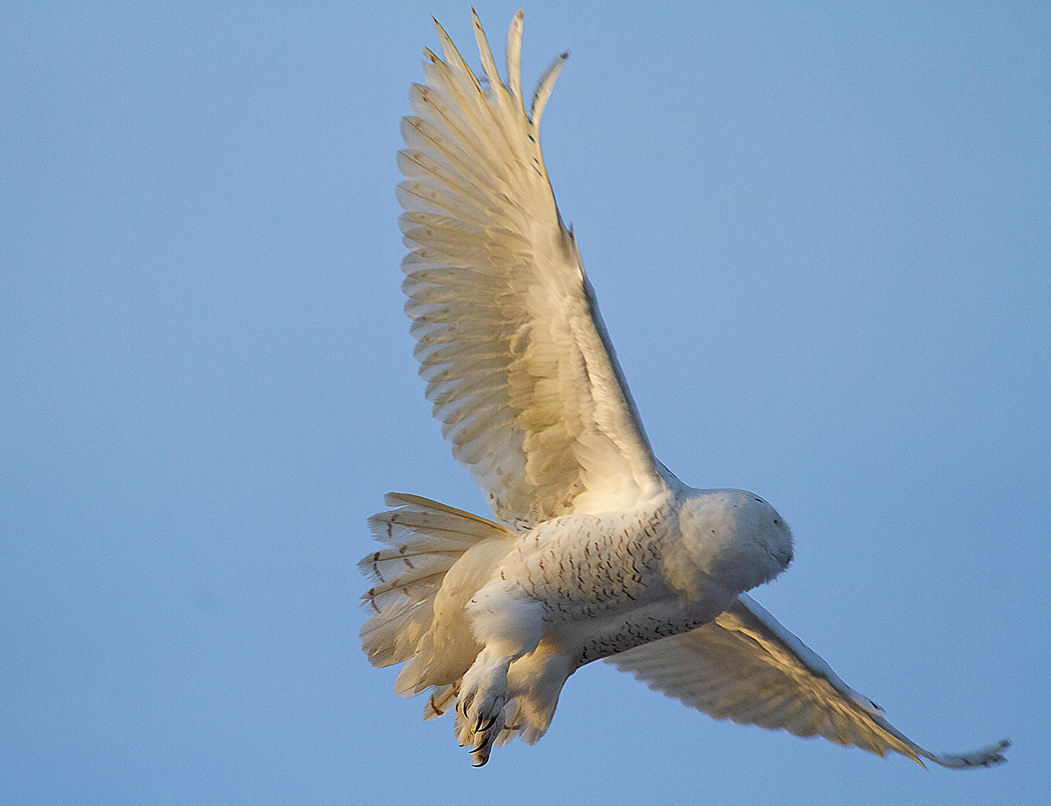 Snowy Owl