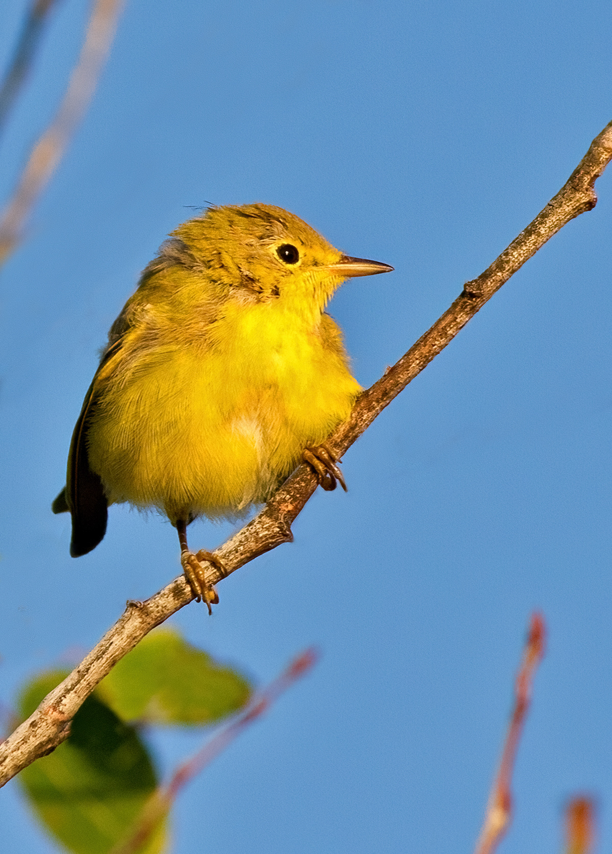Prothonotary warbler