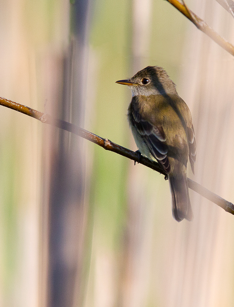 Willow Flycatcher