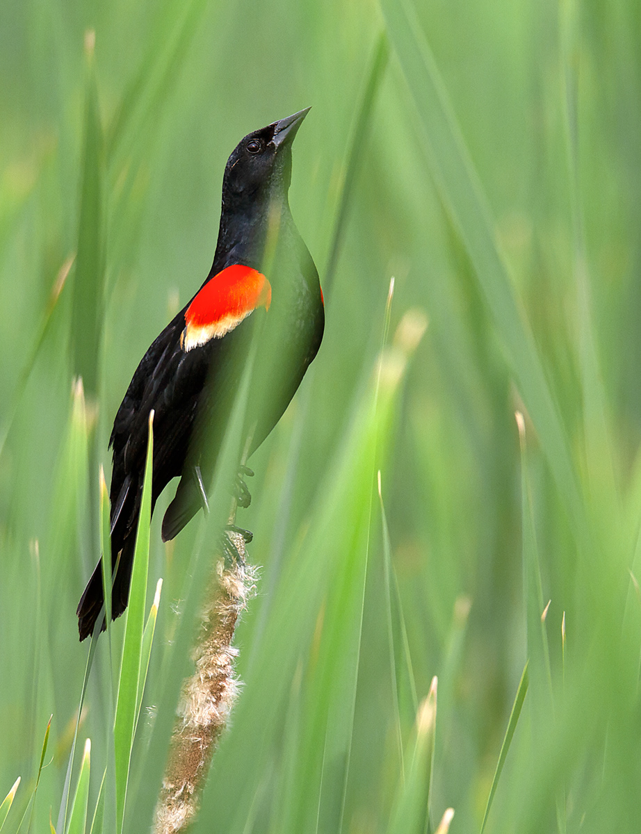 Red-winged Blackbird