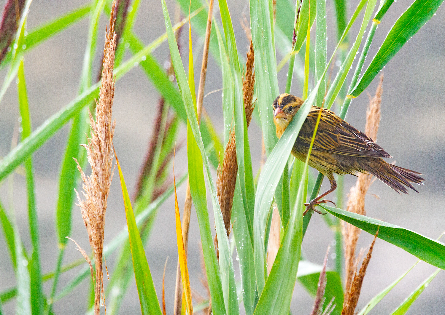 Bobolink