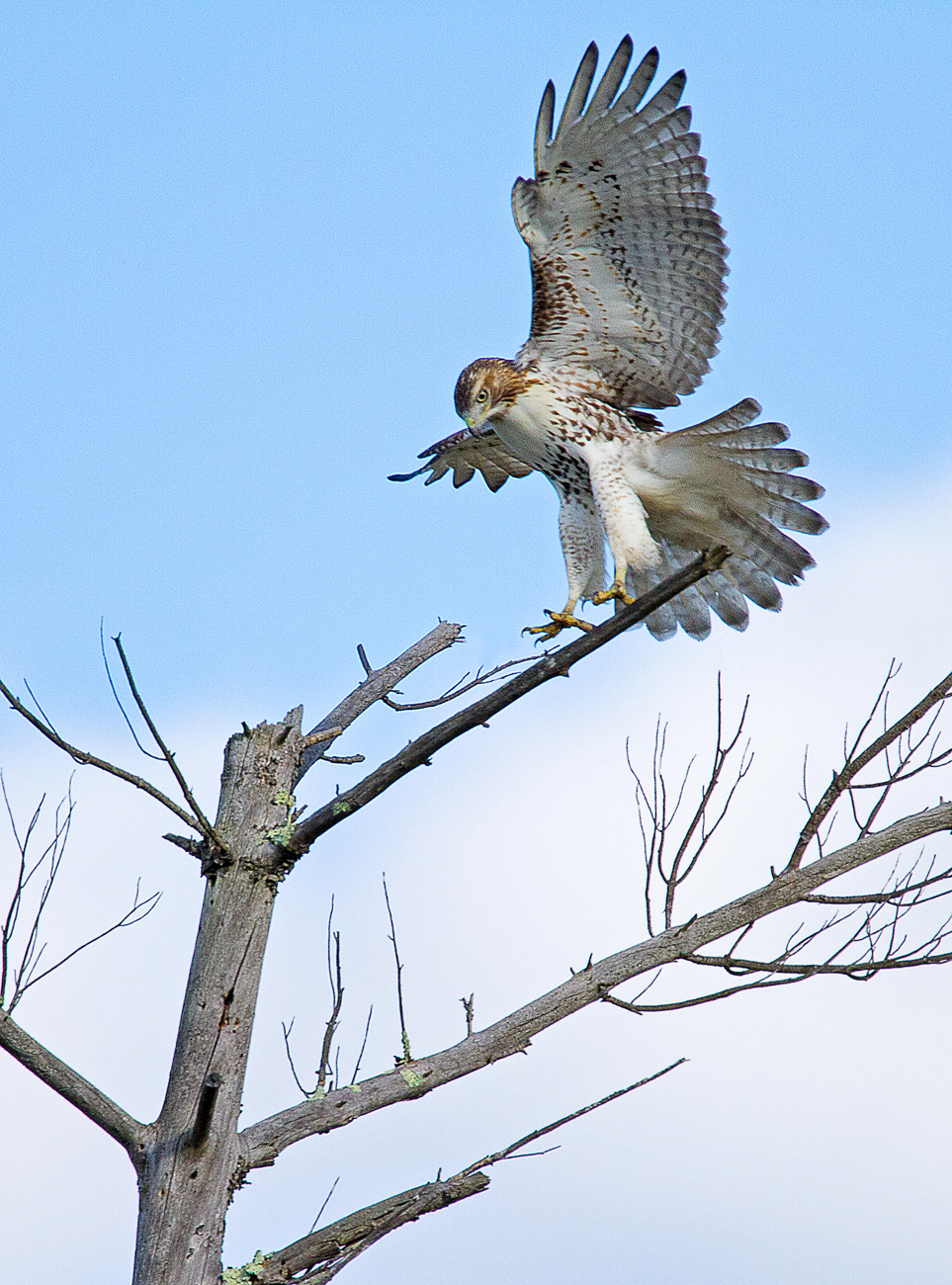 Red-tailed Hawk