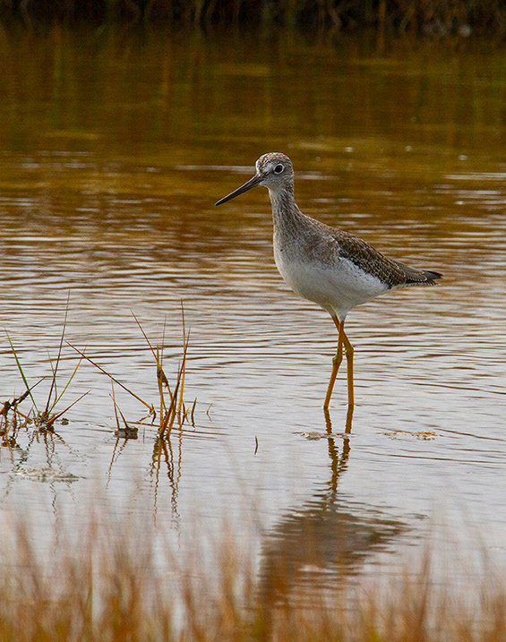 Solitary Sandpiper