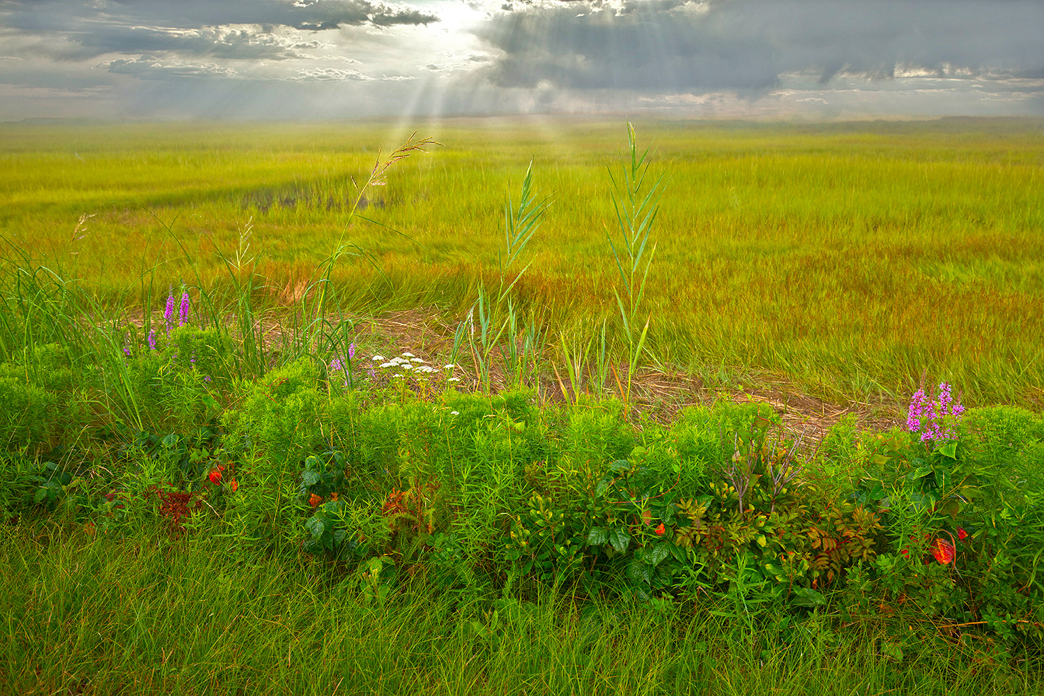 Plum Island Meadow