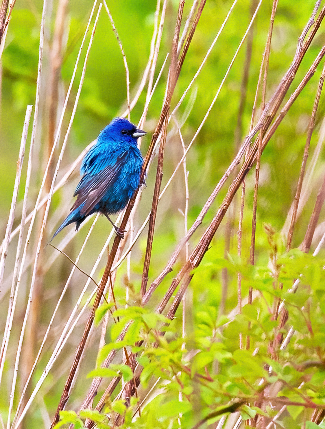 Indigo Bunting