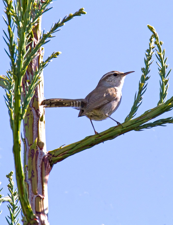 Bewick's Wren