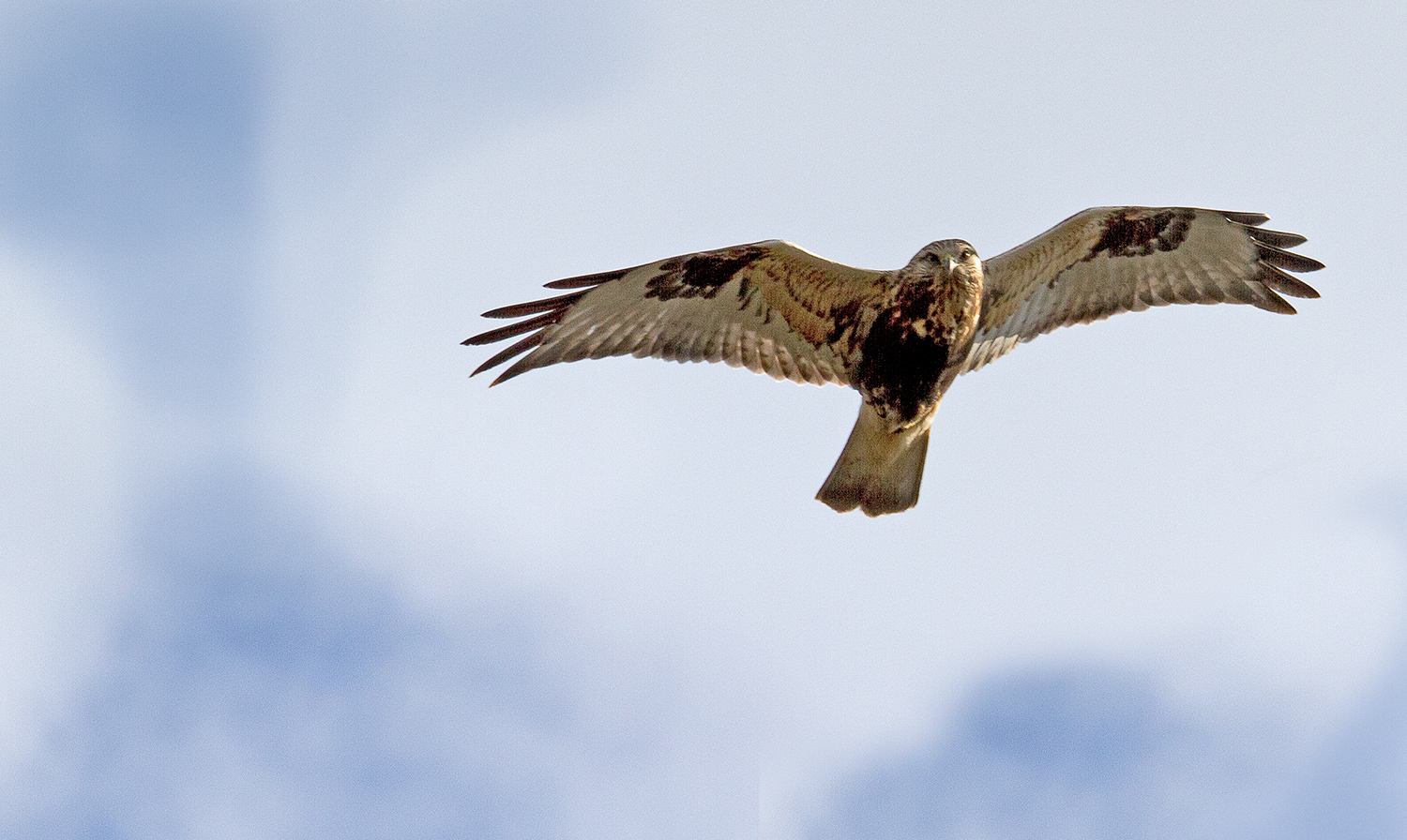 Northern Harrier
