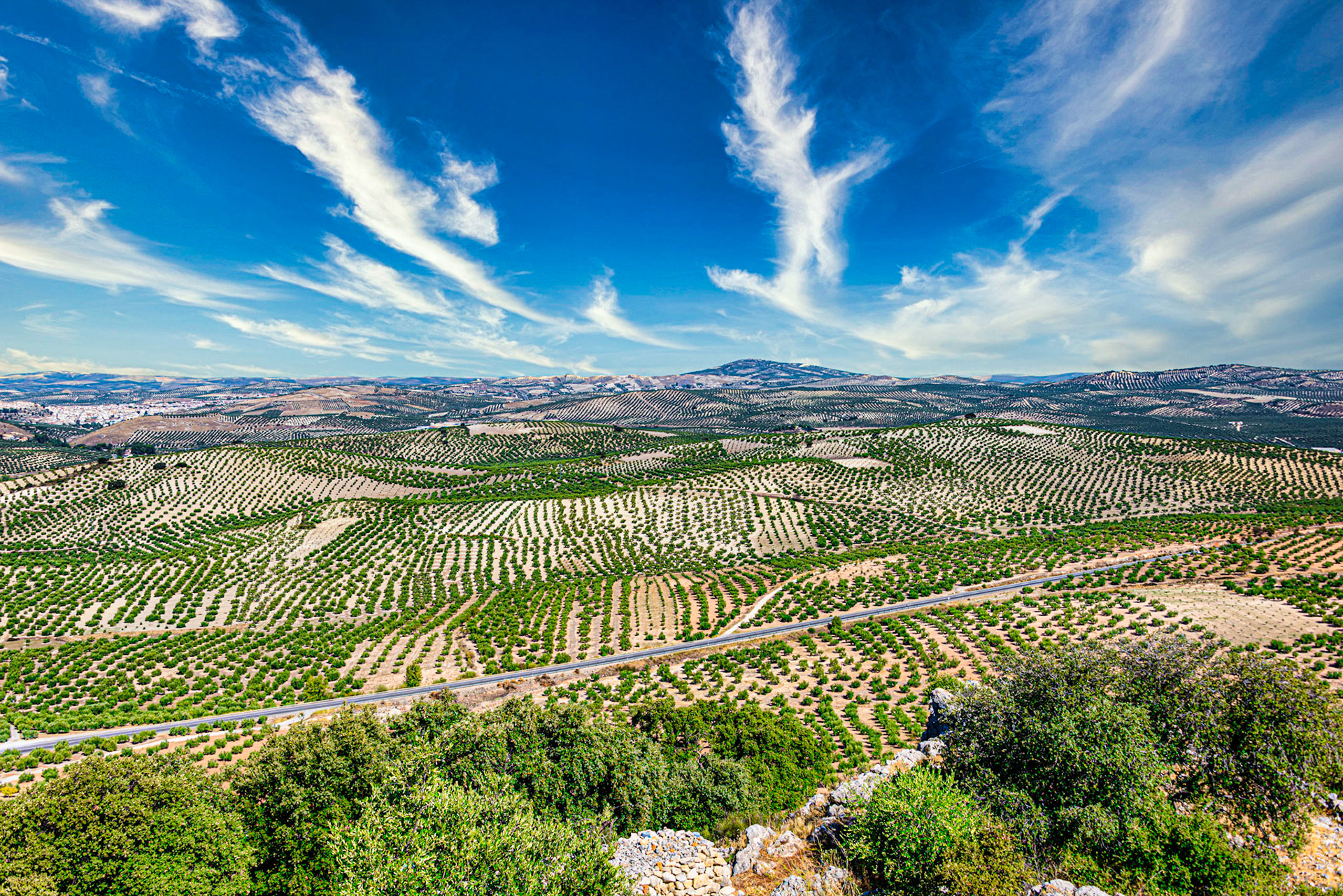 Looking north to Baena, Spain