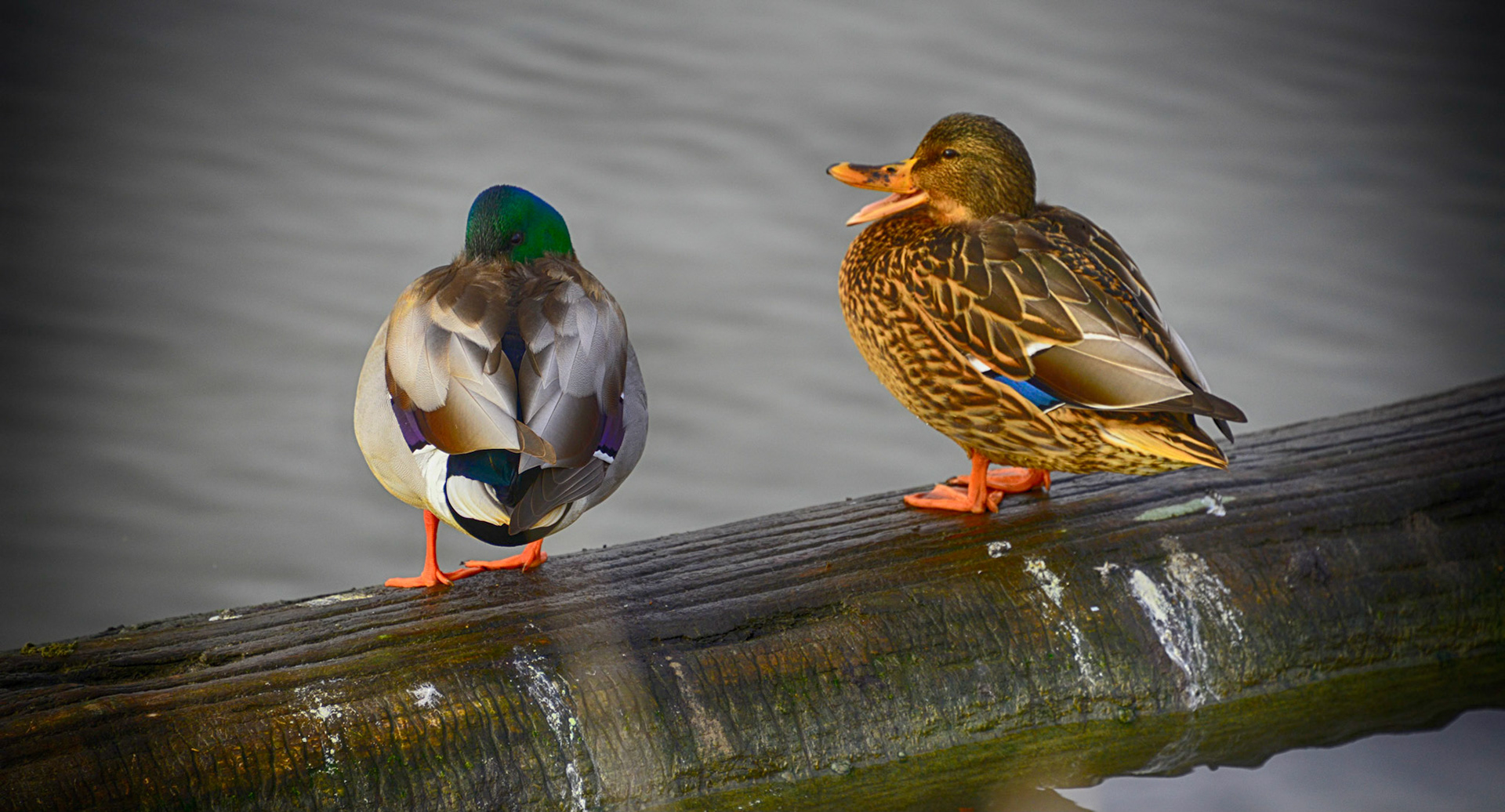 Won't comment on the male mallard's response to the female's chatter.  This always quacks me up.