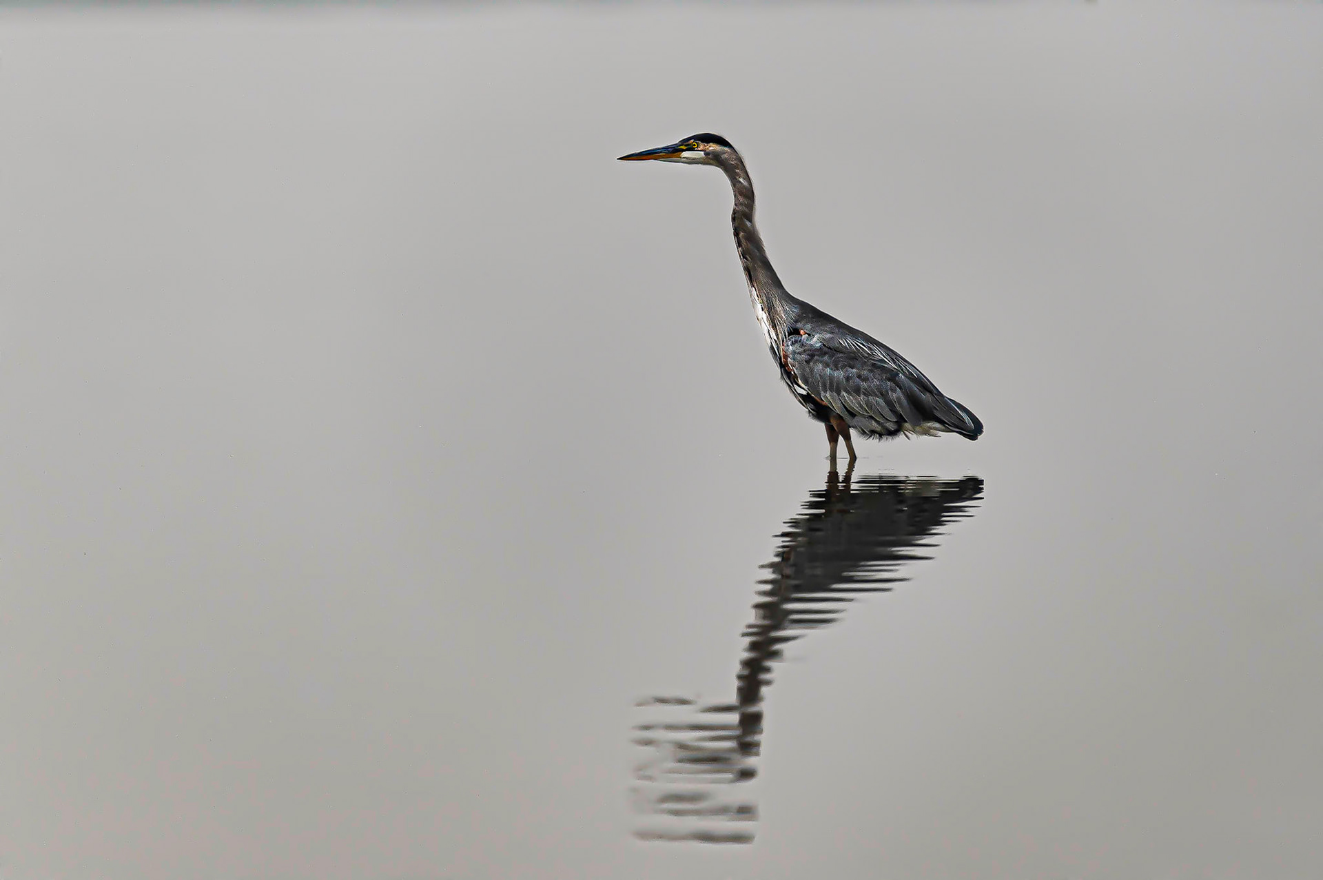 Great Blue Heron