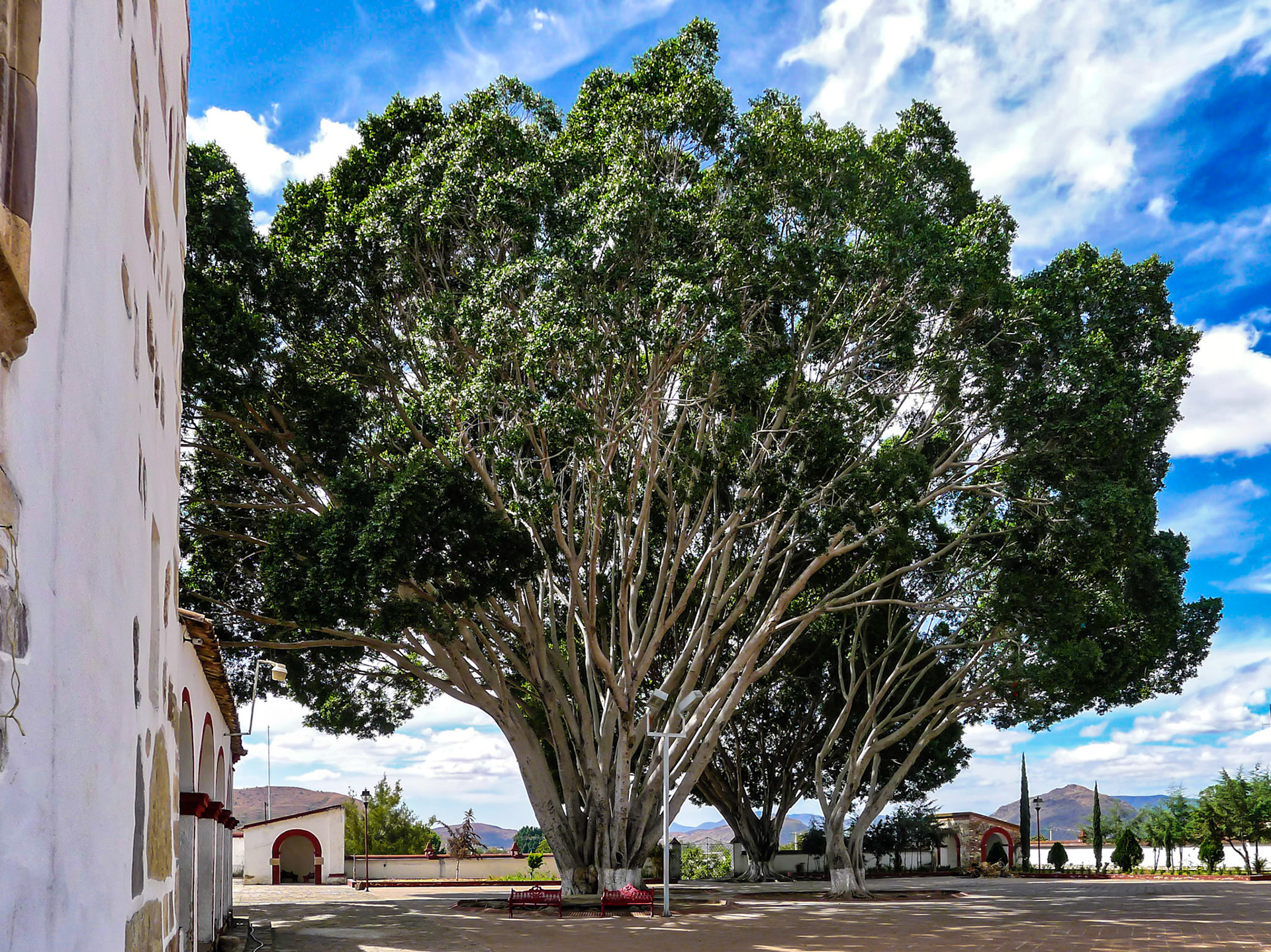 Massive trees outside the church