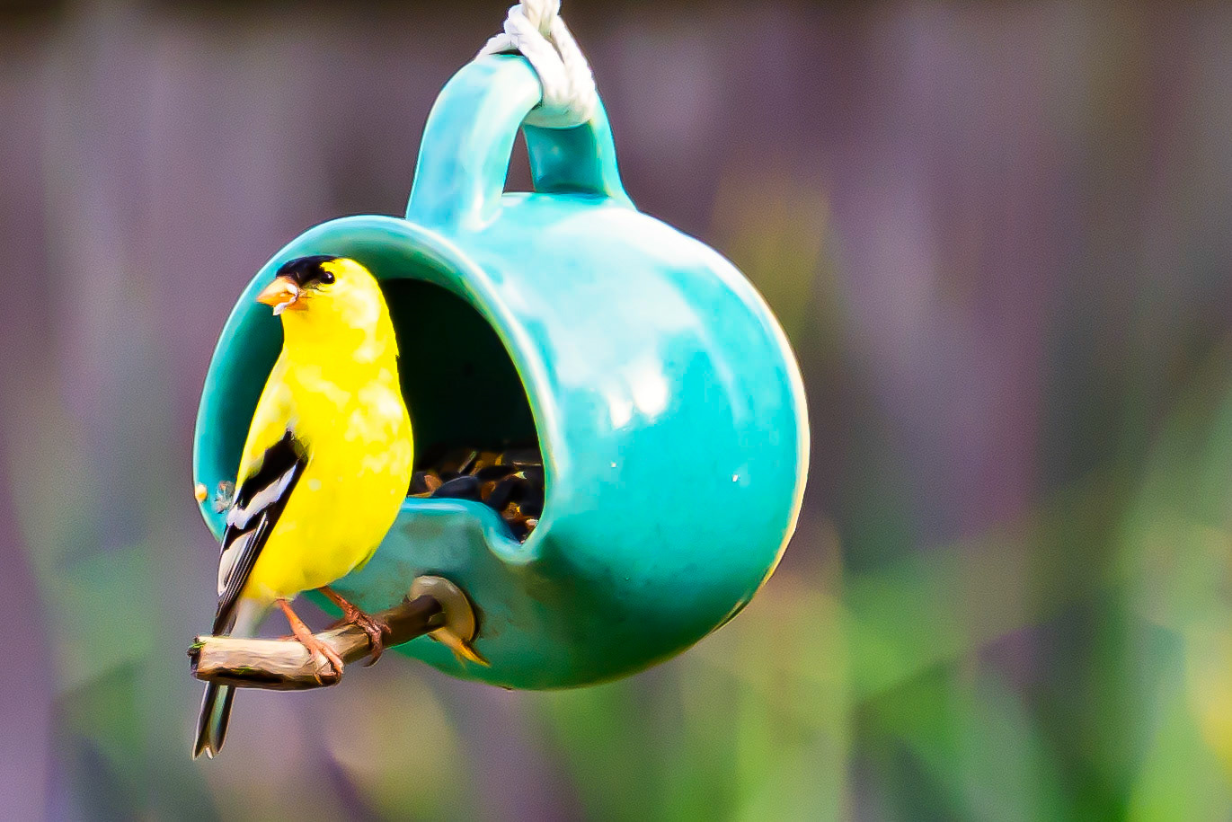 Goldfinch on a Mug Bird Feeder