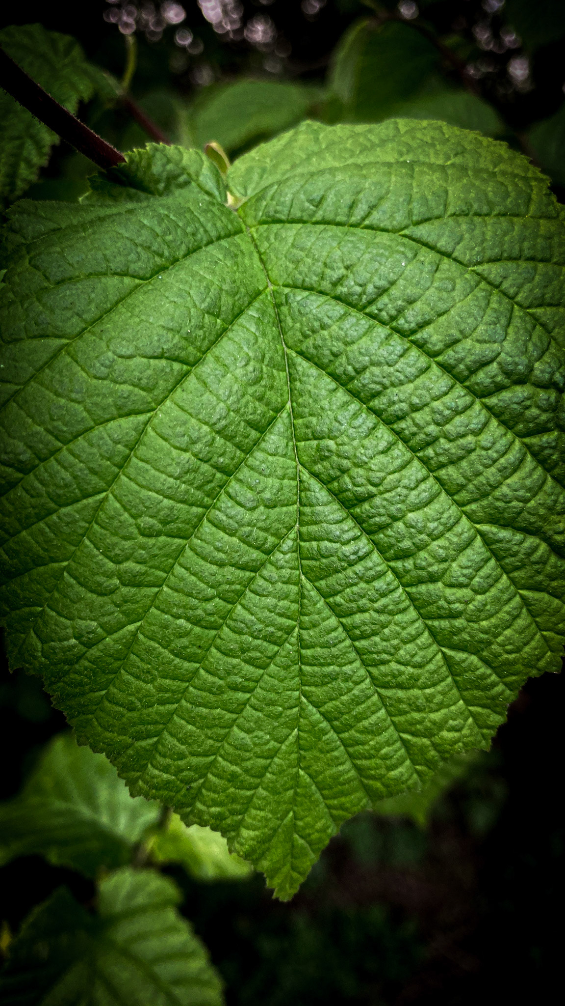 The pattern of life.