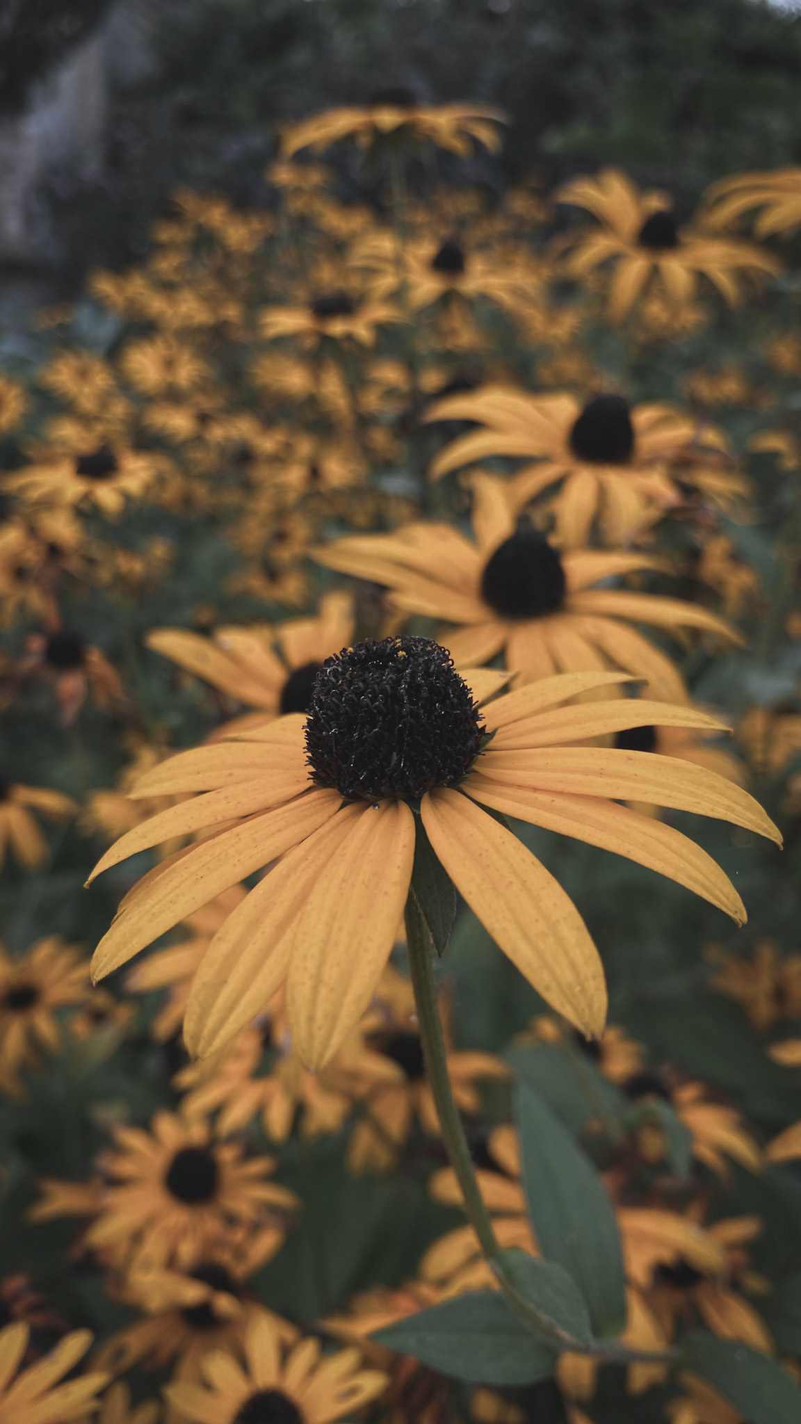 Field of peace.