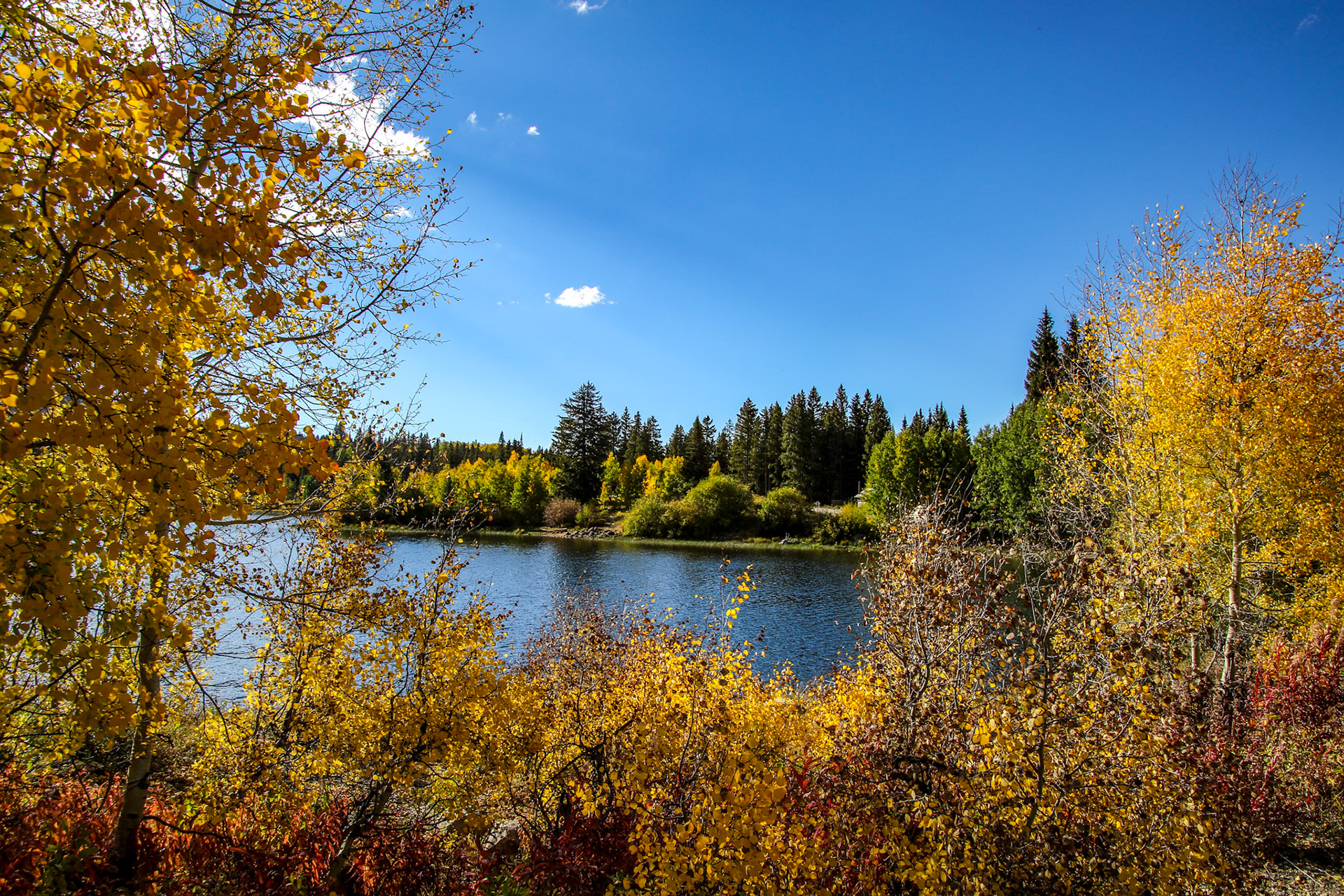 Jane Crothers - Colorado Fall Colors