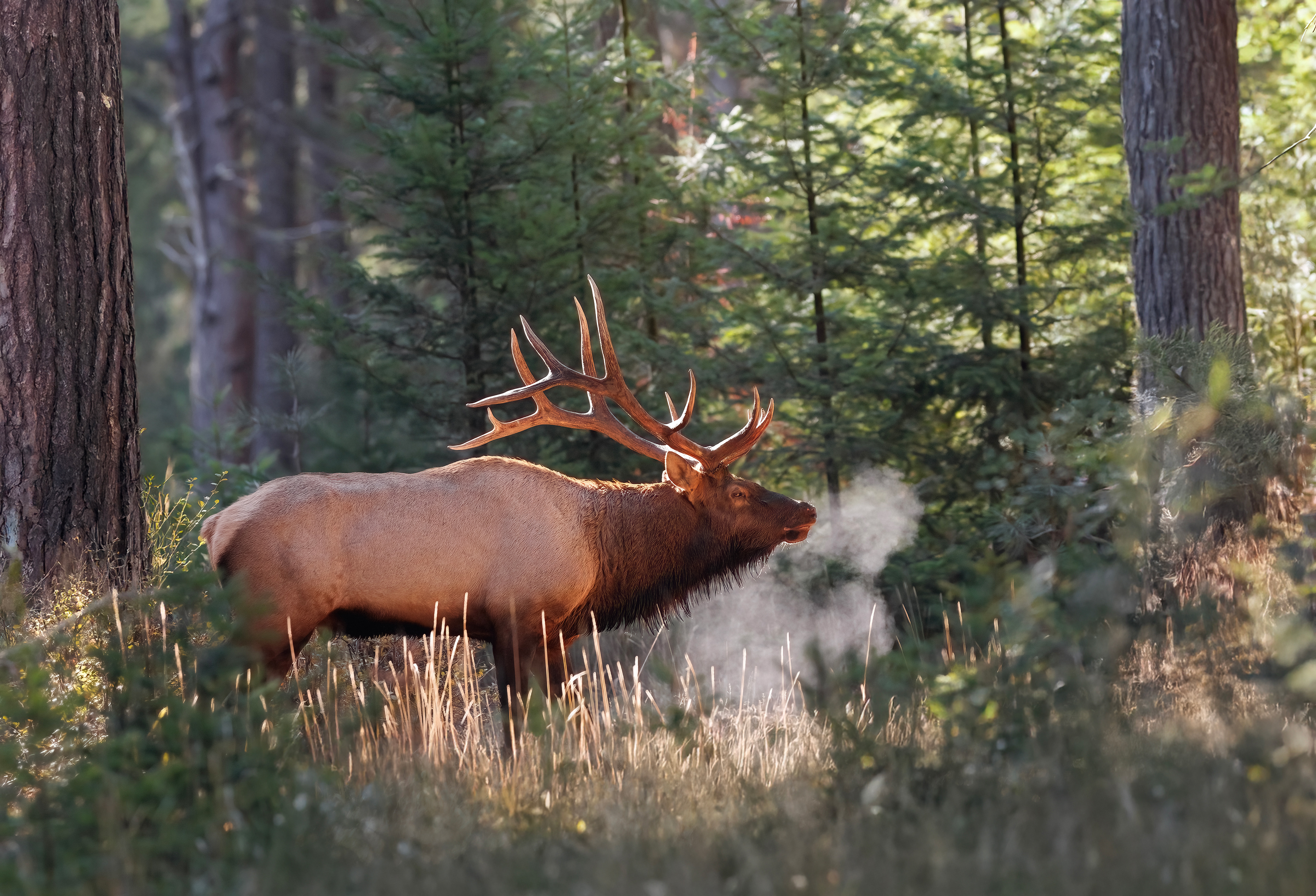 Breathy Forest Bull