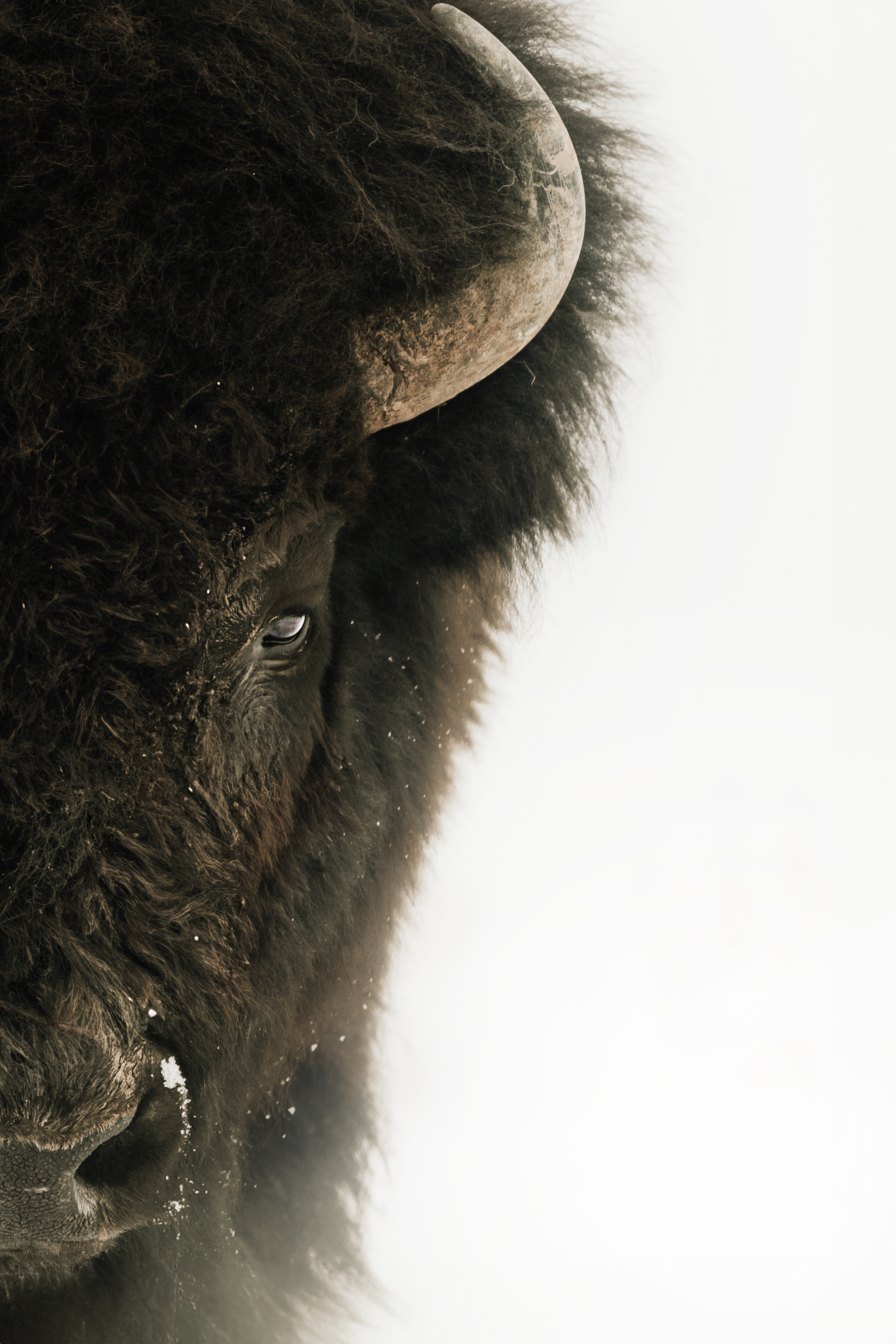 Bison Stare