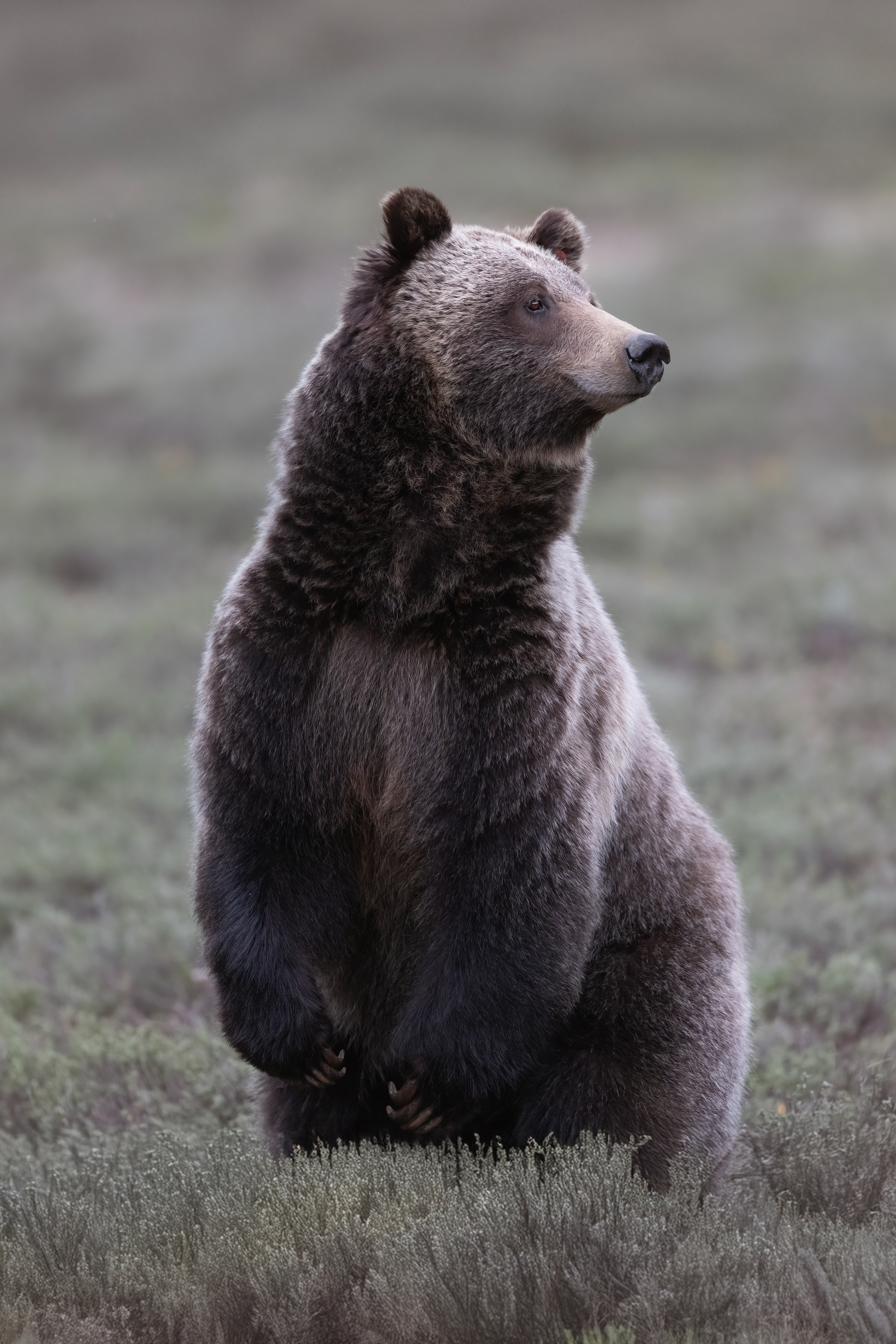 Grizzly 1063 aka Bonita, The Tetons