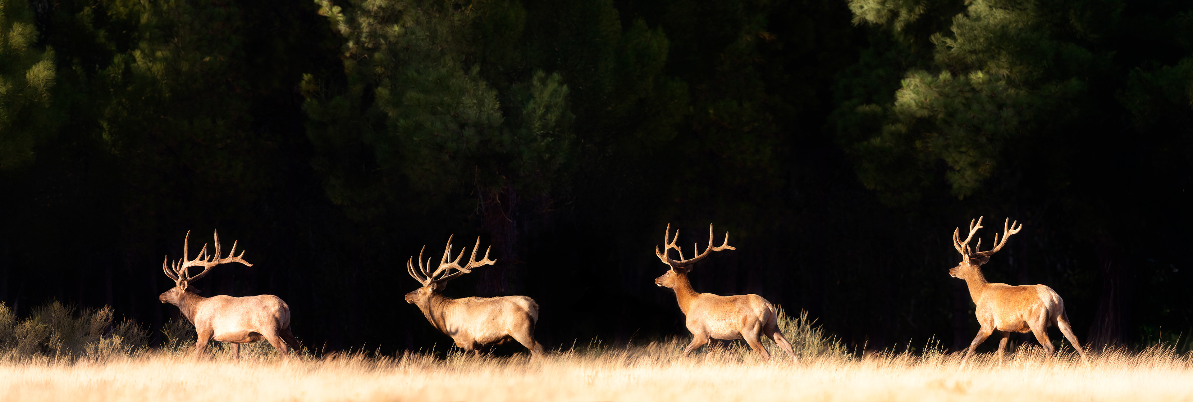 Running Wild
