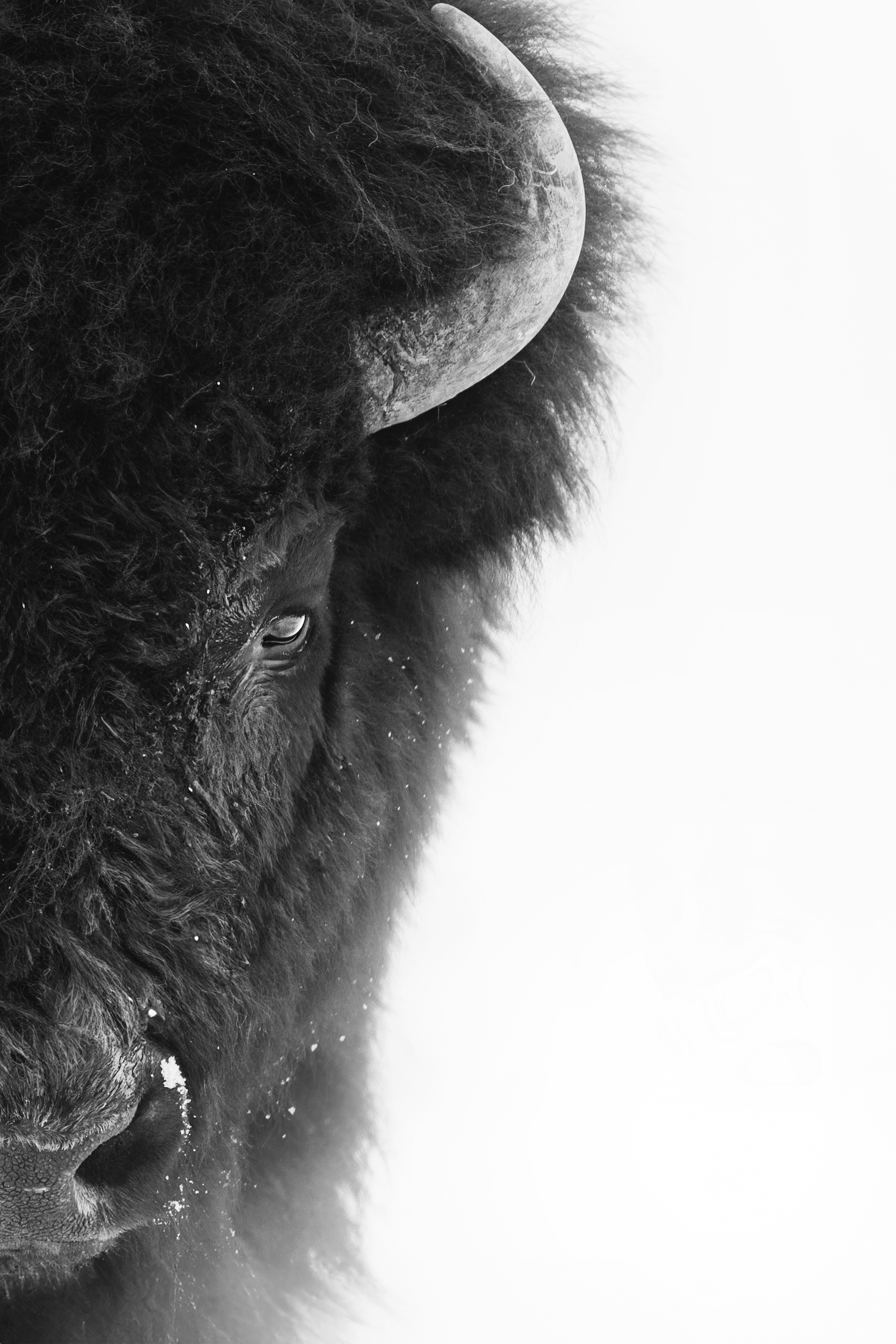 Bison Stare