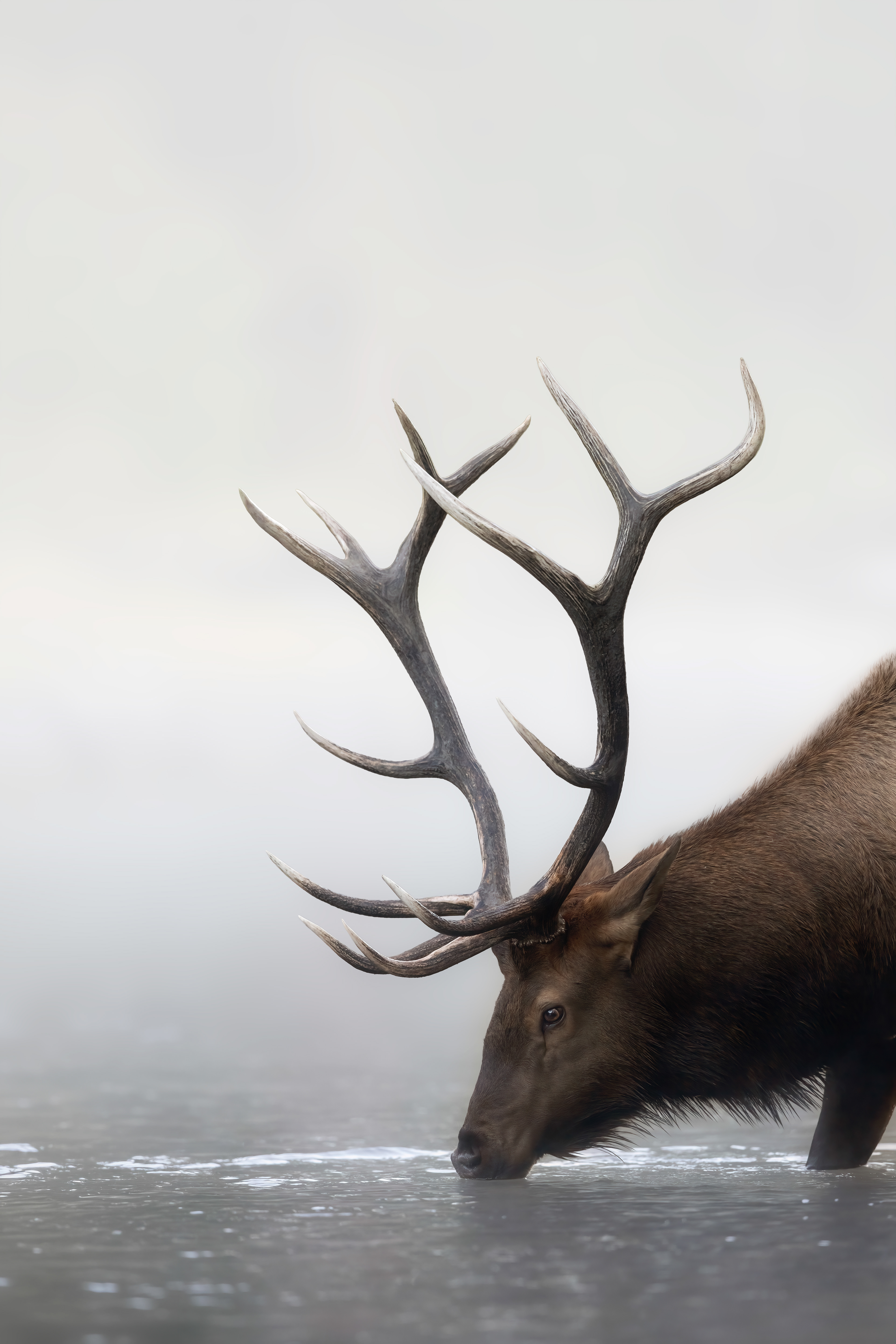 Fog & Mist