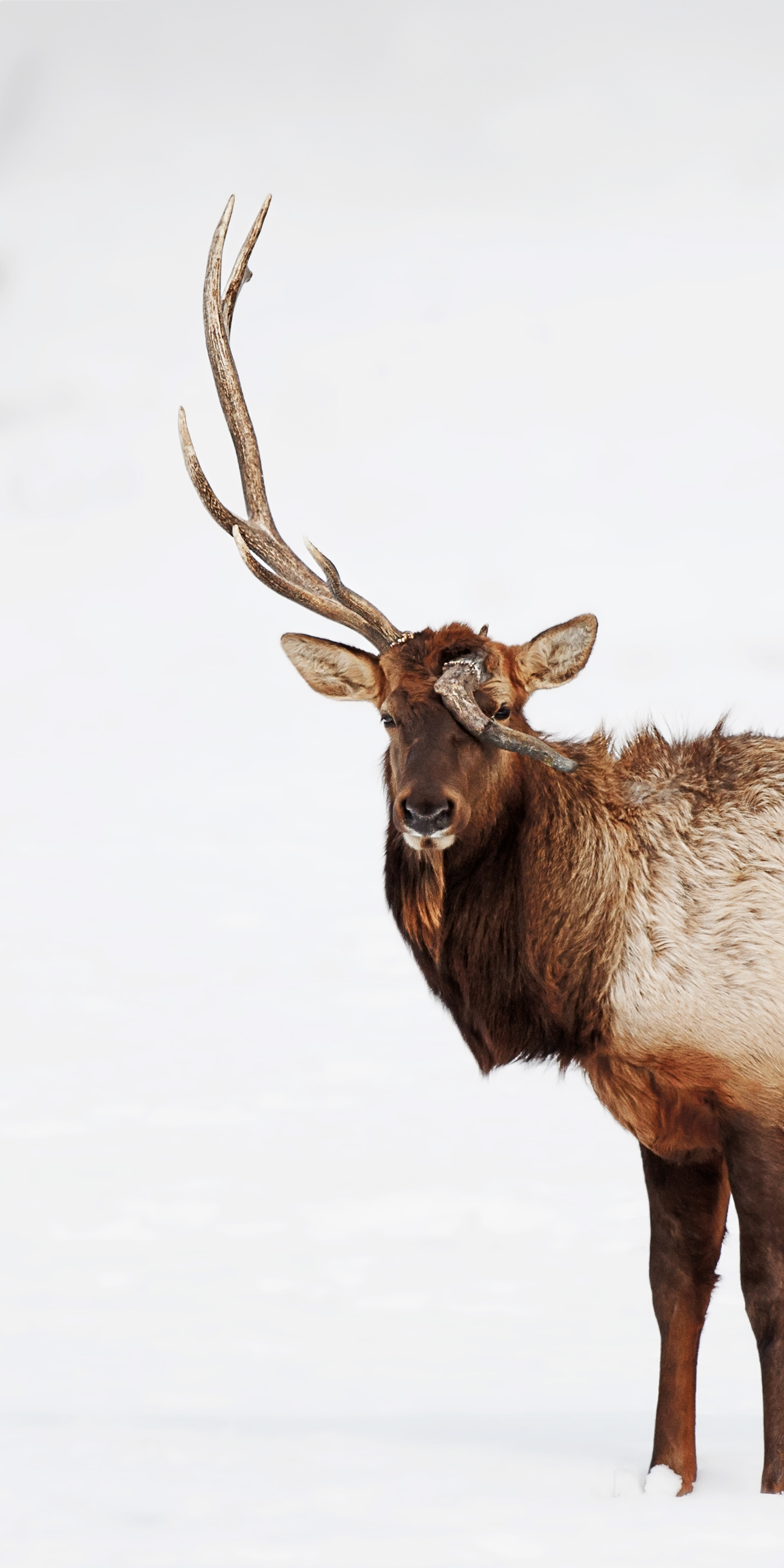 Louie aka unicorn bull