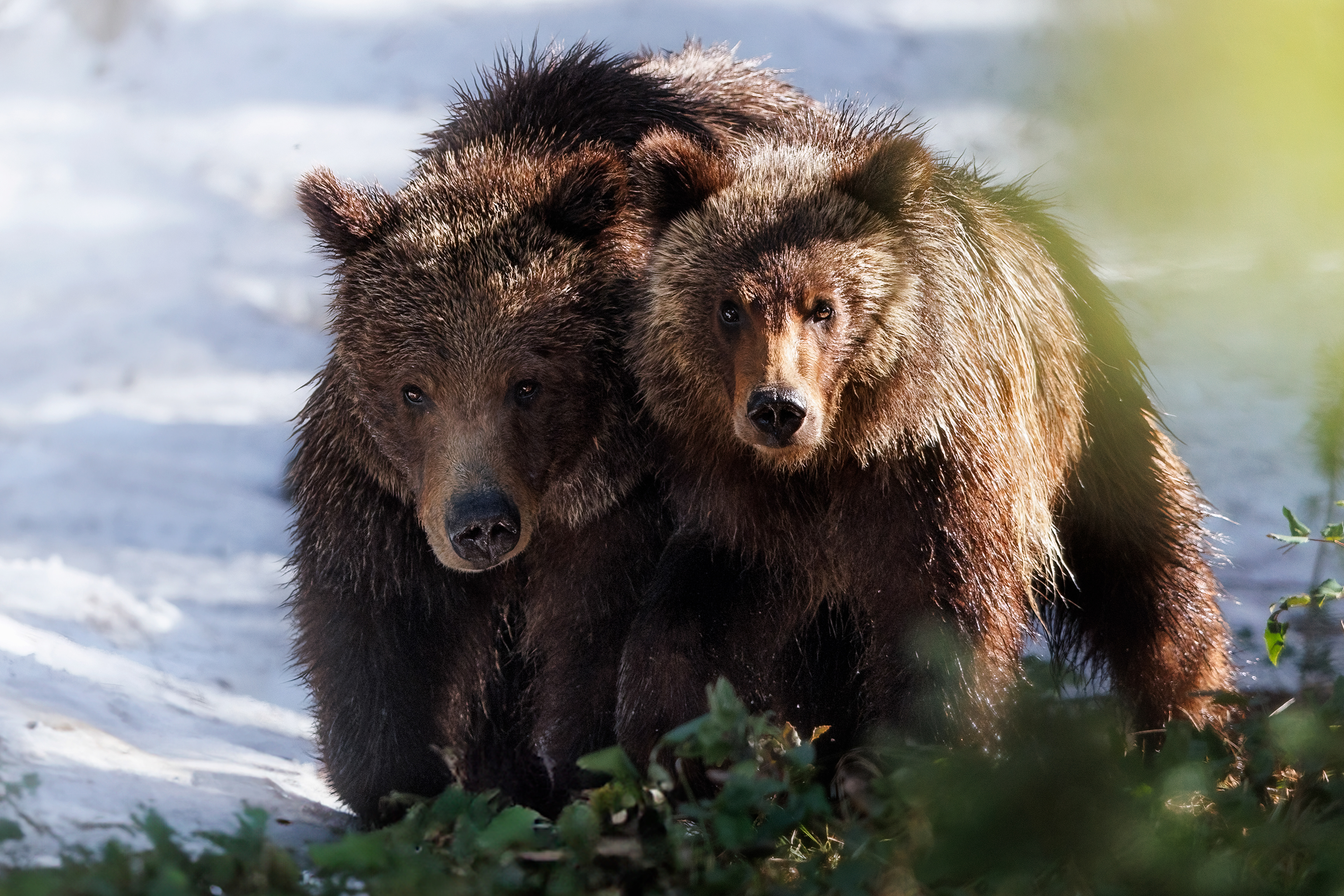 Grizzly 399 & her cub Spirit, The Tetons