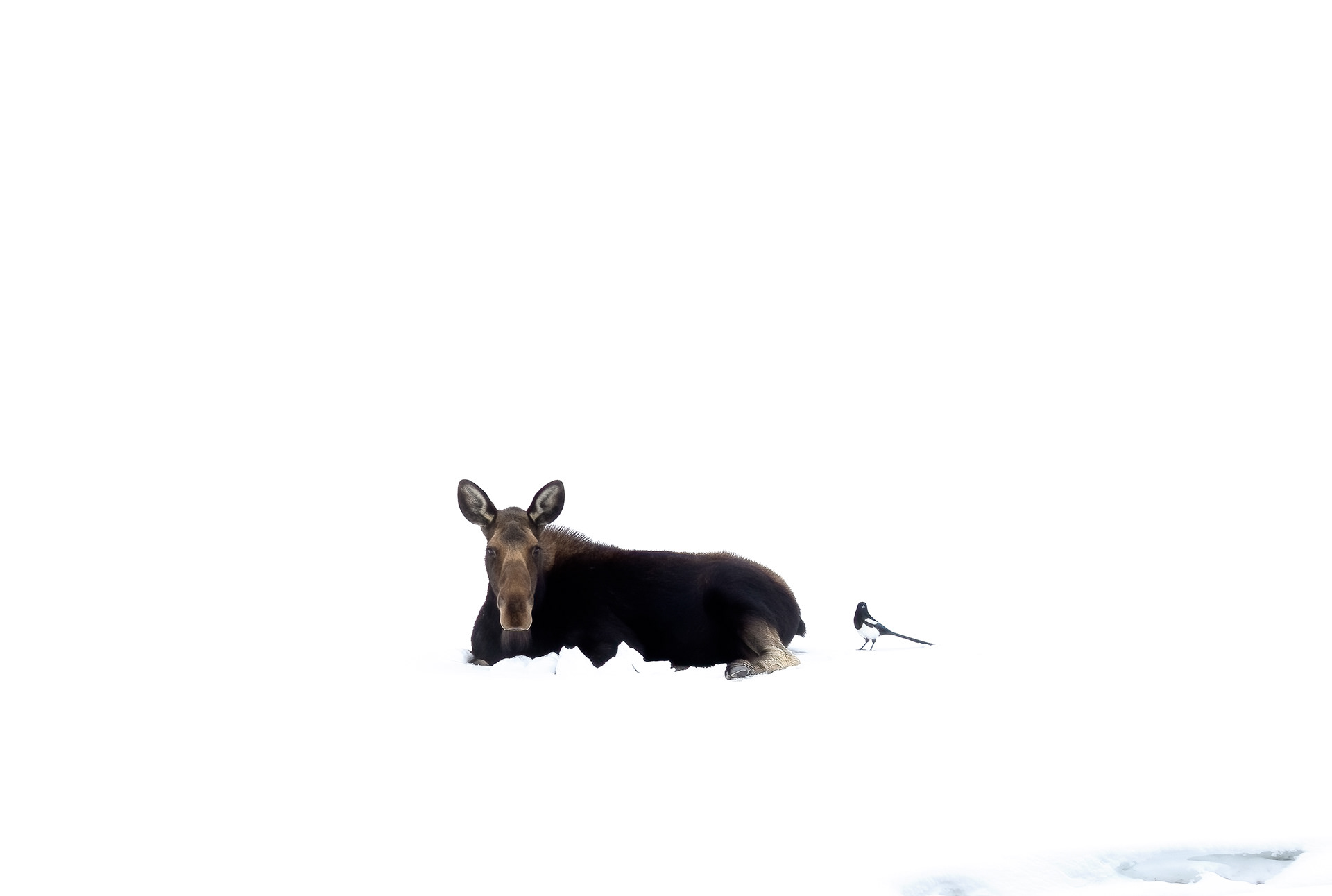 Moose & a Magpie