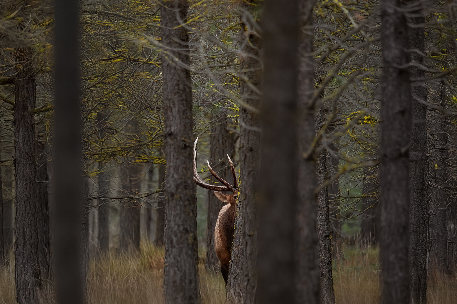 Peek-a-Bull