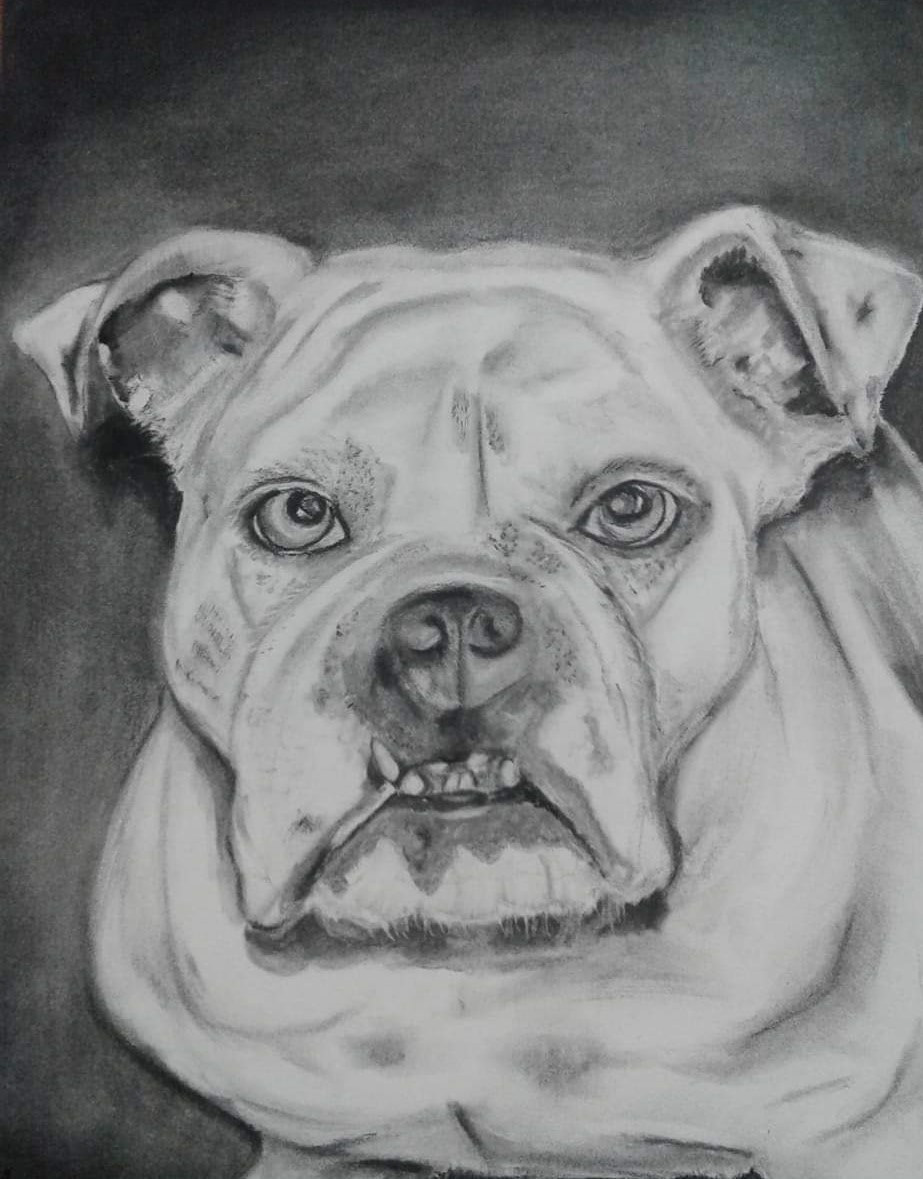 Bulldog