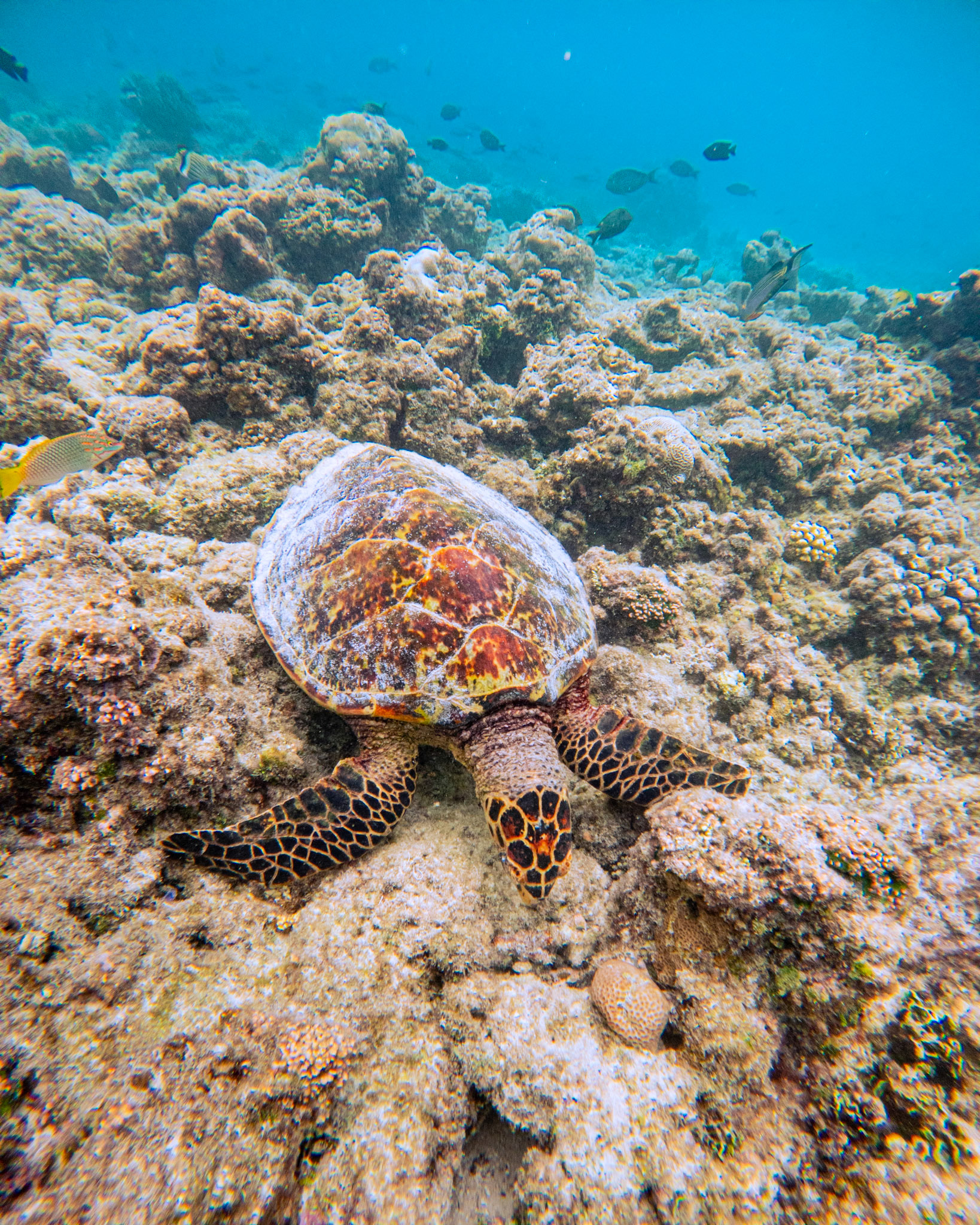 C:\DCIM\100GOPRO\G0161114.GPR