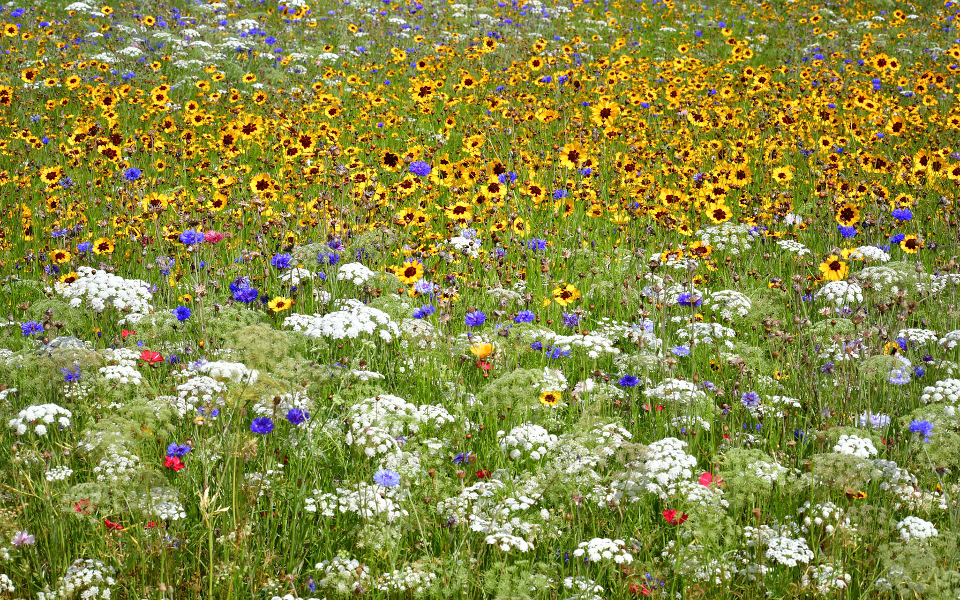 Scored 16/20 in the NCPS 3rd PDI Competition 2019/20