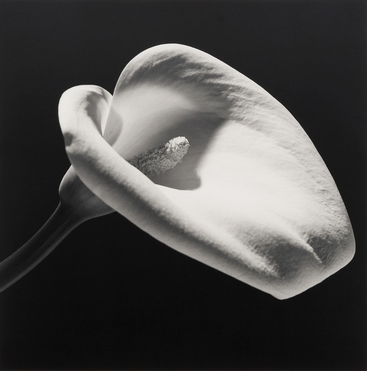 Photograph by Robert Mapplethorpe